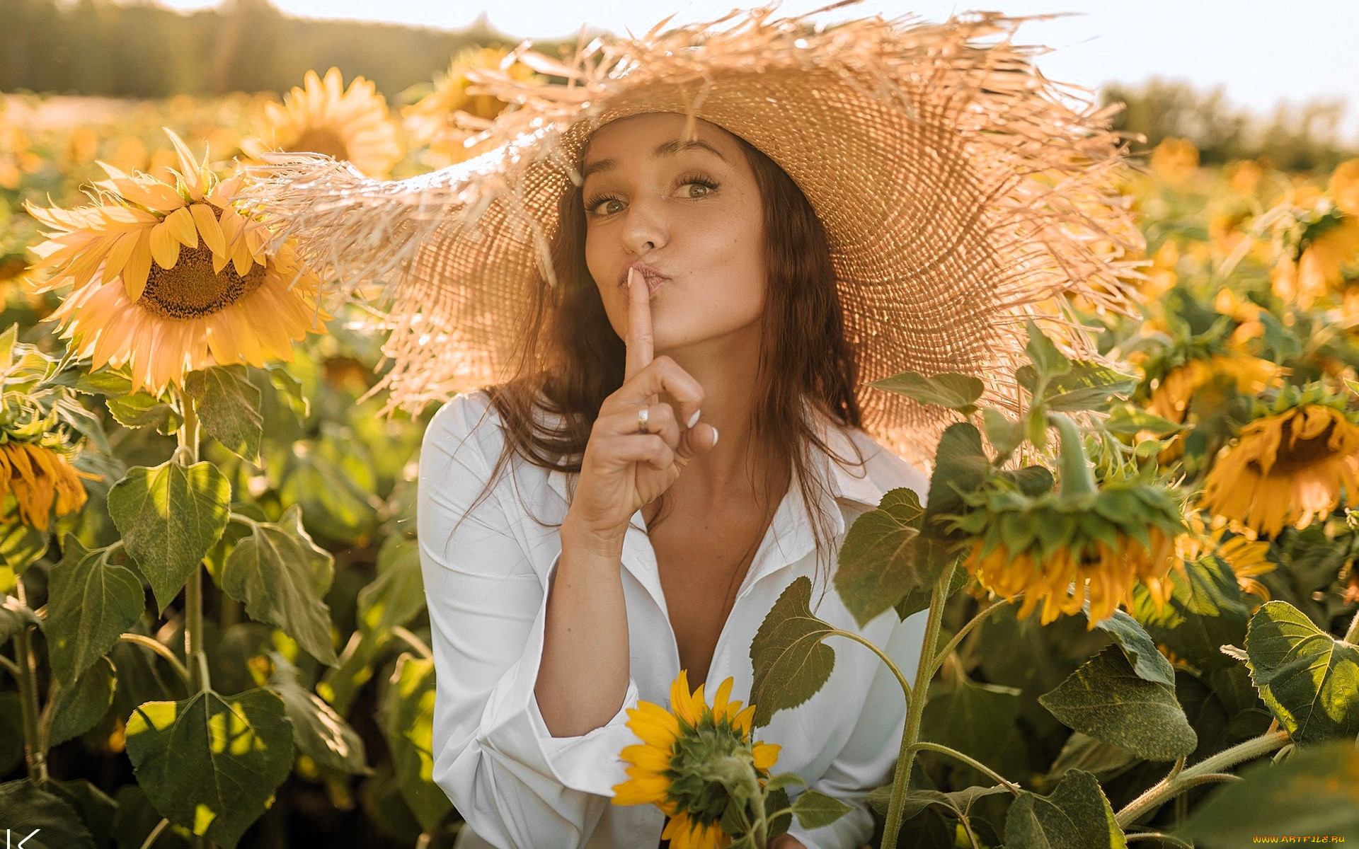 девушки, -, брюнетки, , шатенки, шатенка, шляпа, жест, рубашка, поле, подсолнухи