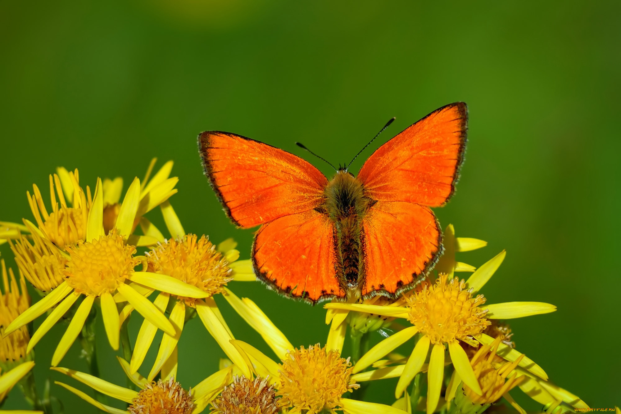 животные, бабочки, , мотыльки, , моли, бабочка