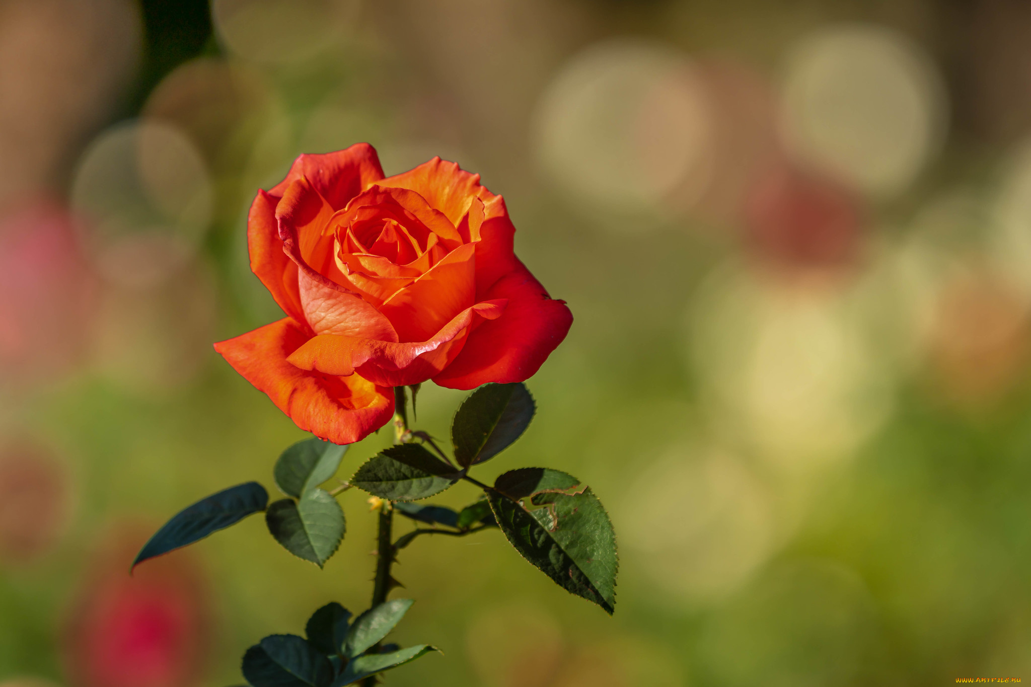 цветы, розы, роза