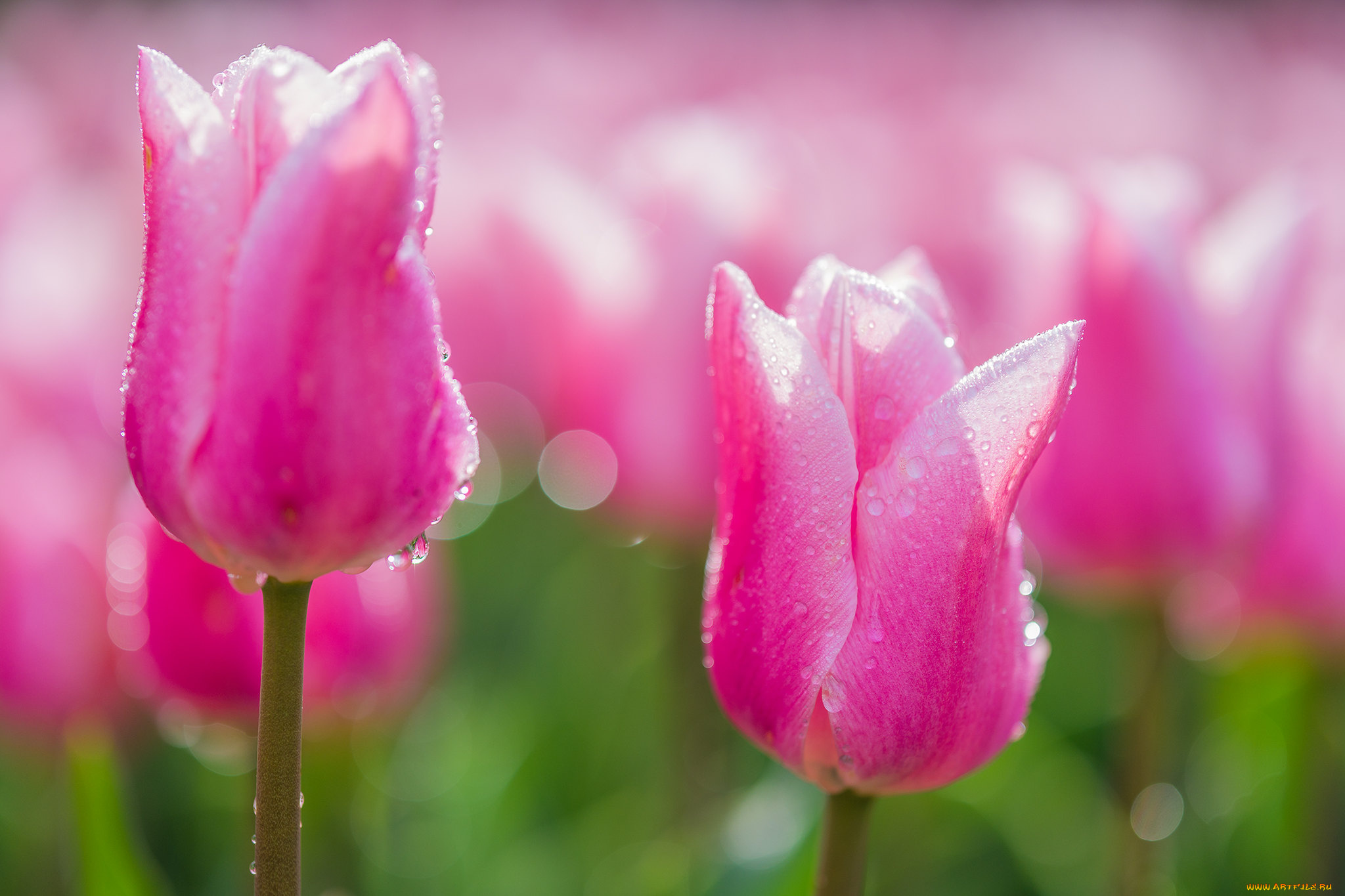 цветы, тюльпаны