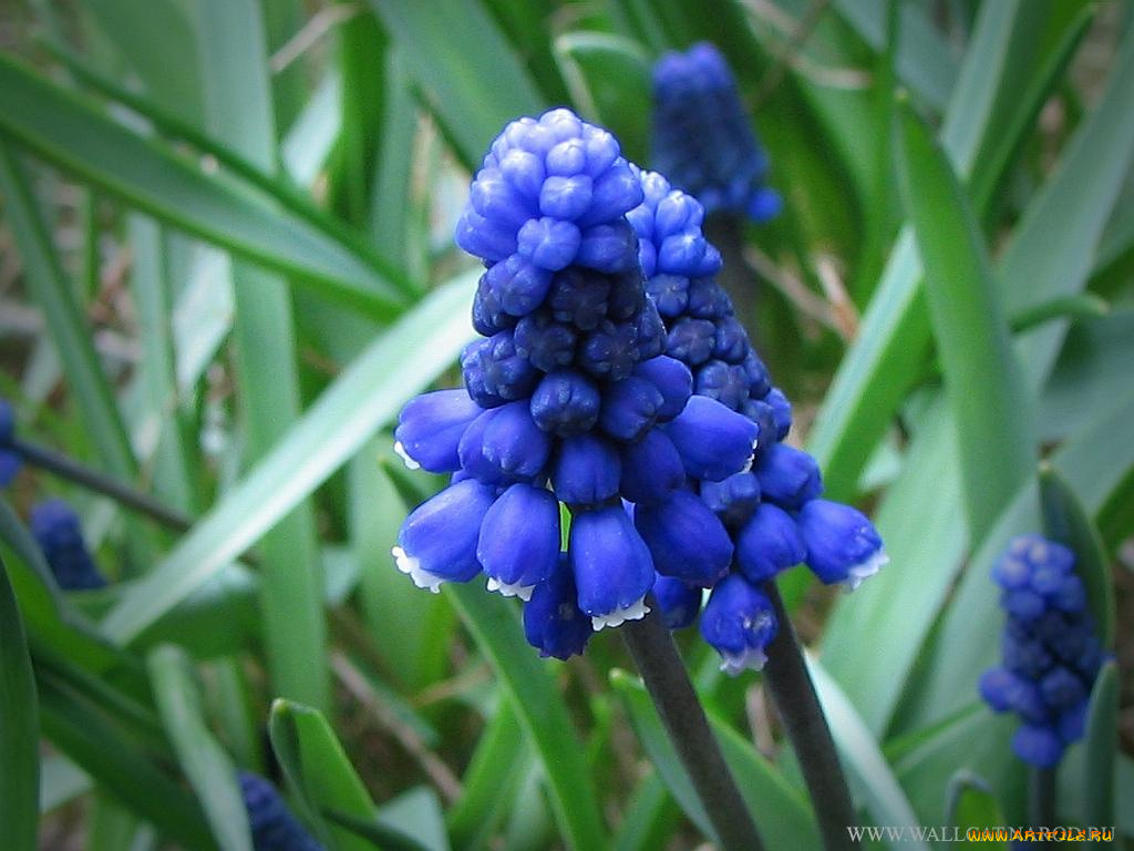 цветы, гиацинты