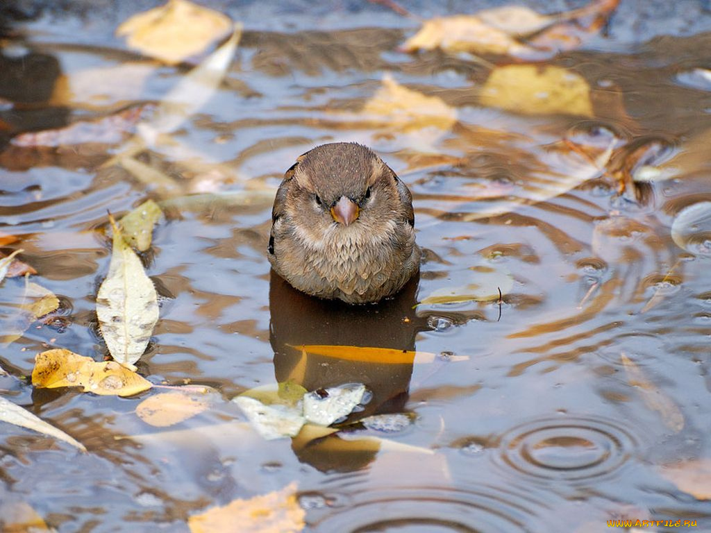 животные, воробьи