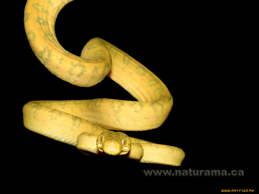 животные, змеи, питоны, кобры