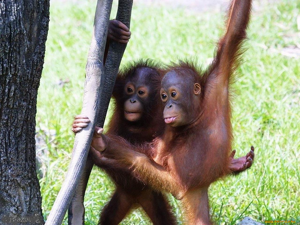 животные, обезьяны