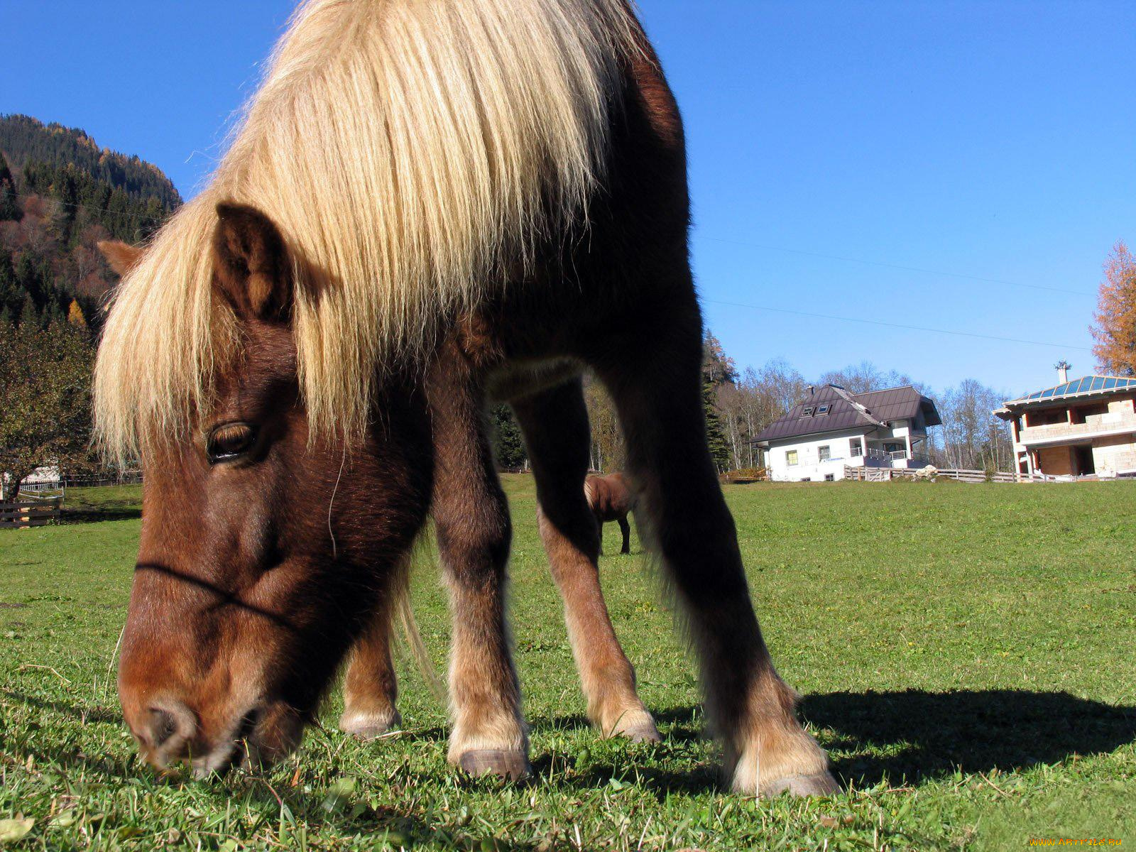 животные, лошади