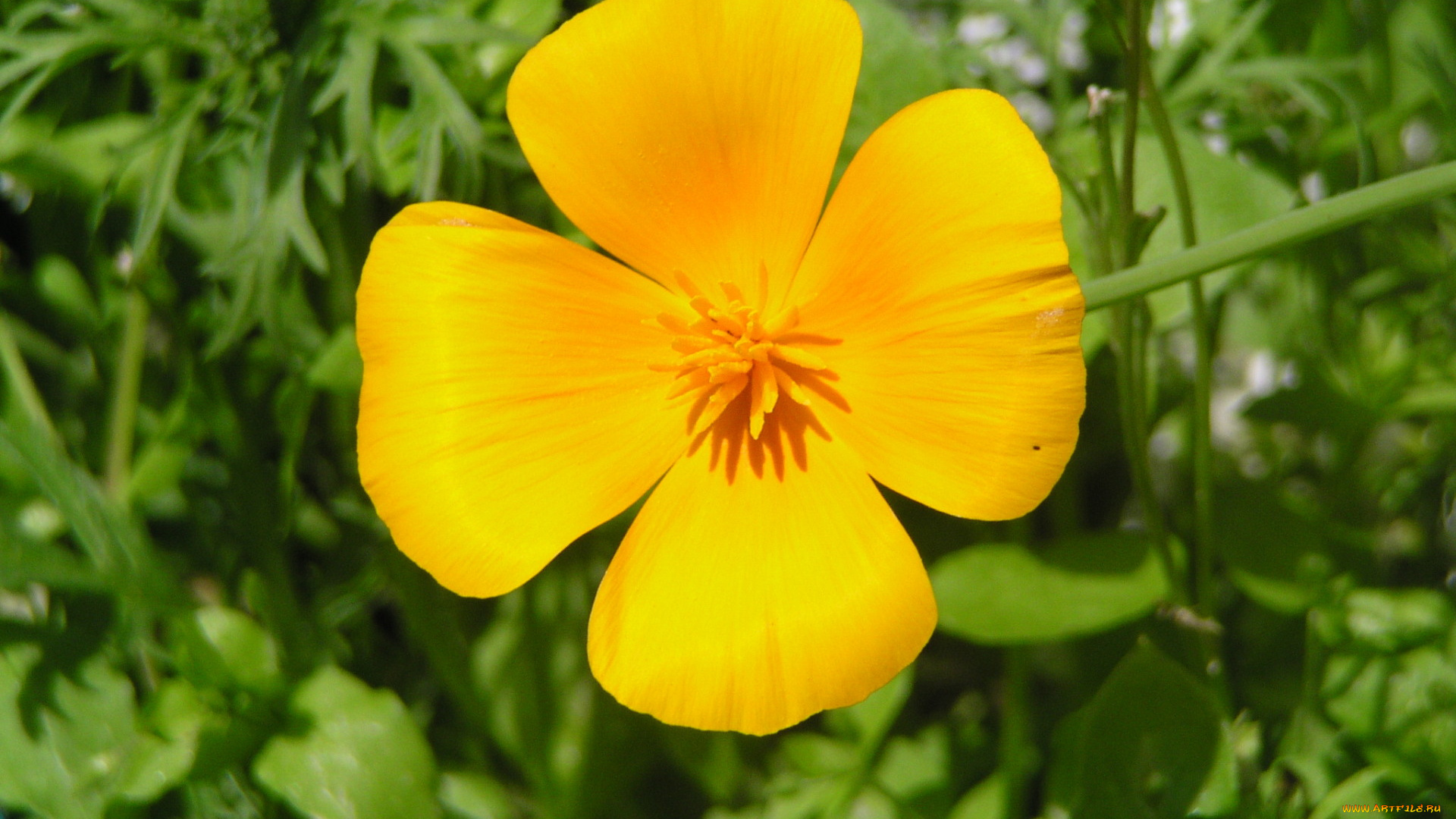 цветы, эшшольция