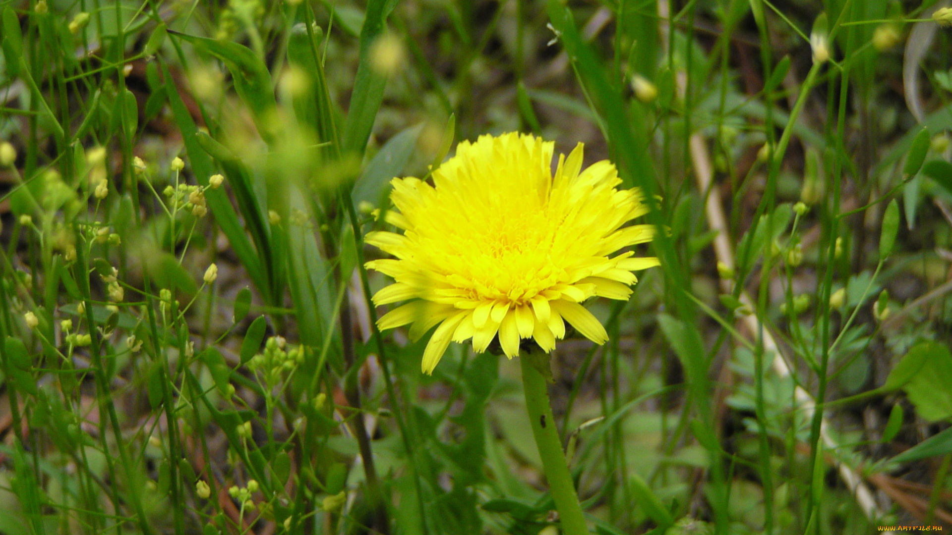 цветы, одуванчики