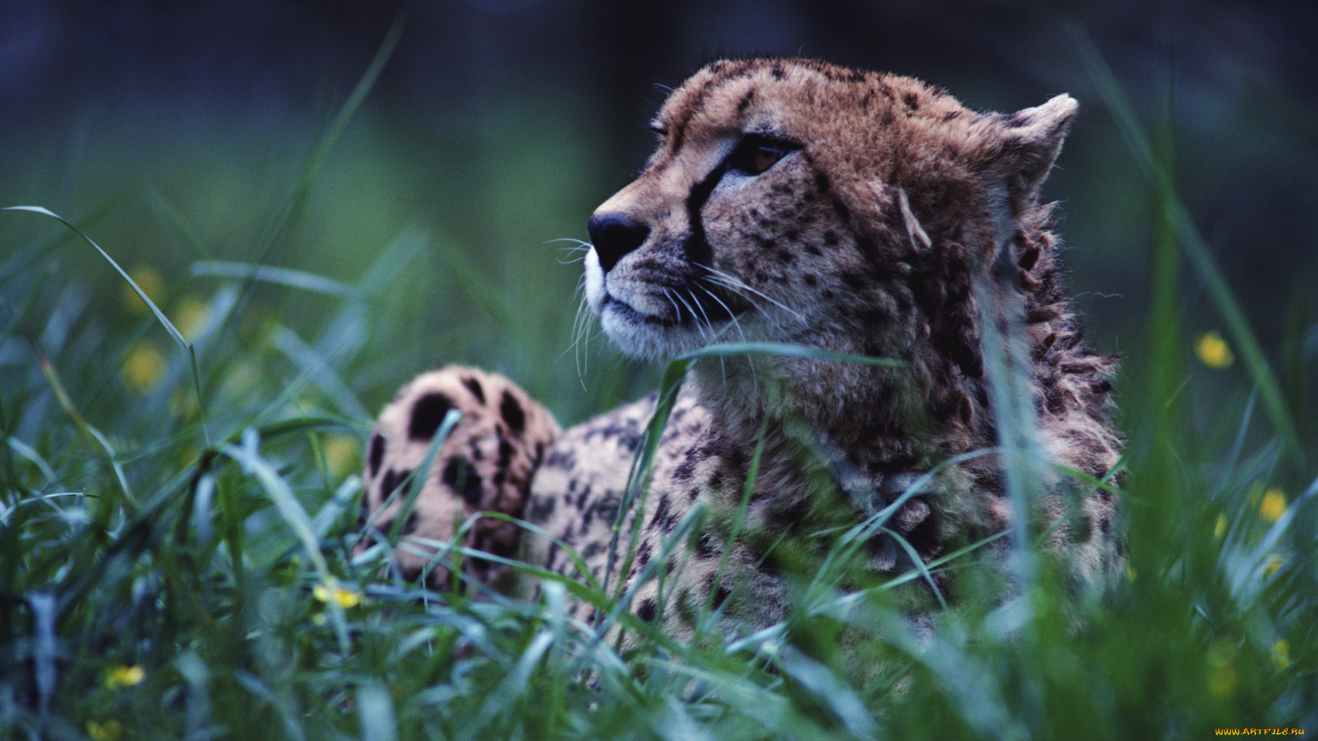 животные, гепарды