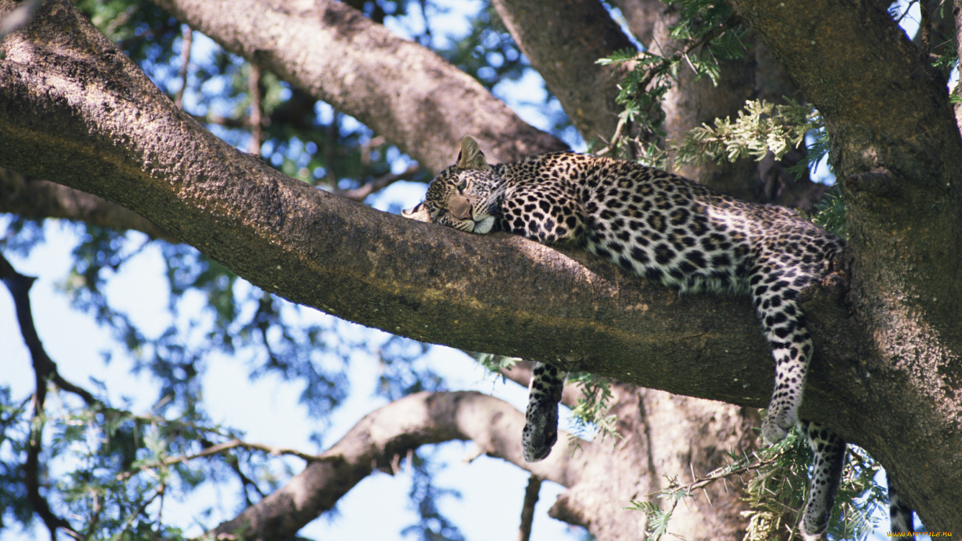 животные, леопарды, леопард, дерево, отдых