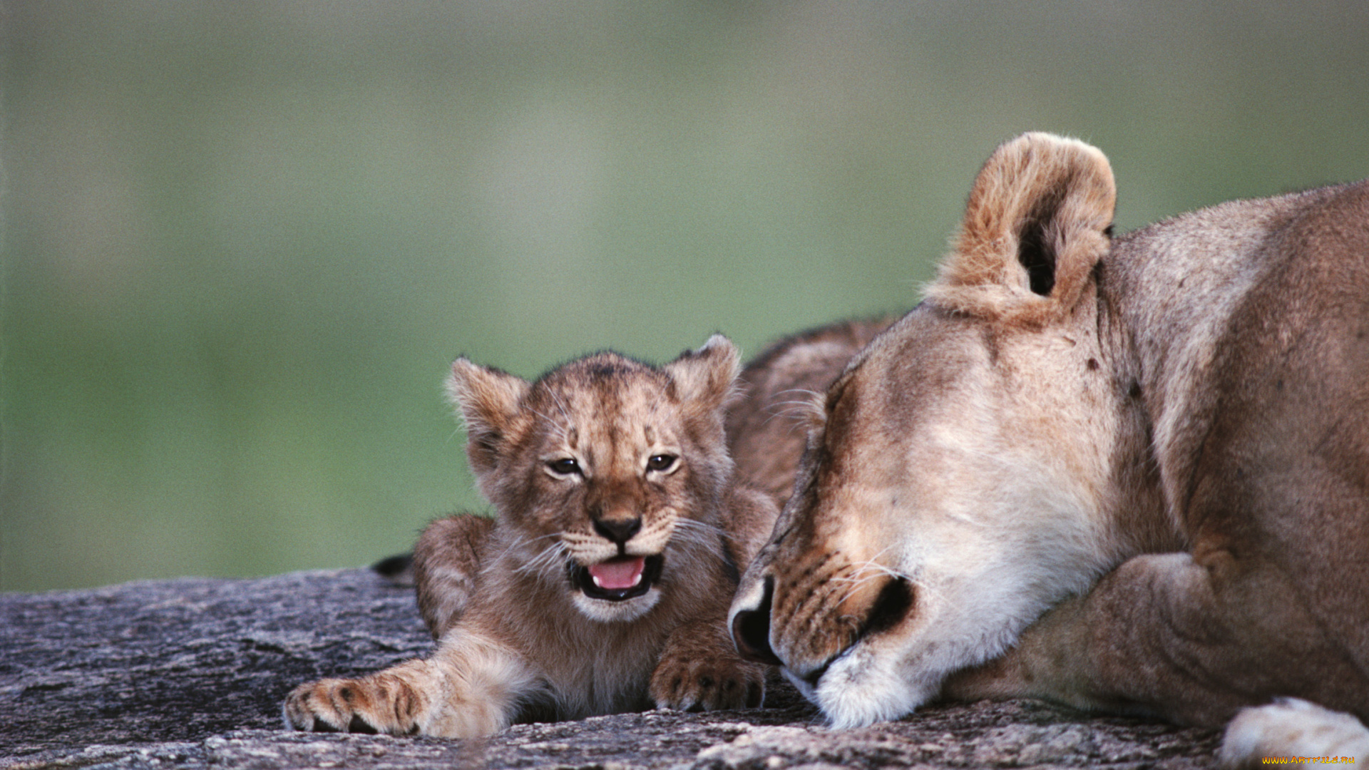 животные, львы