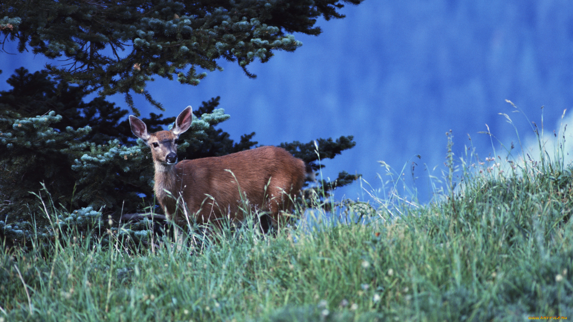 животные, олени