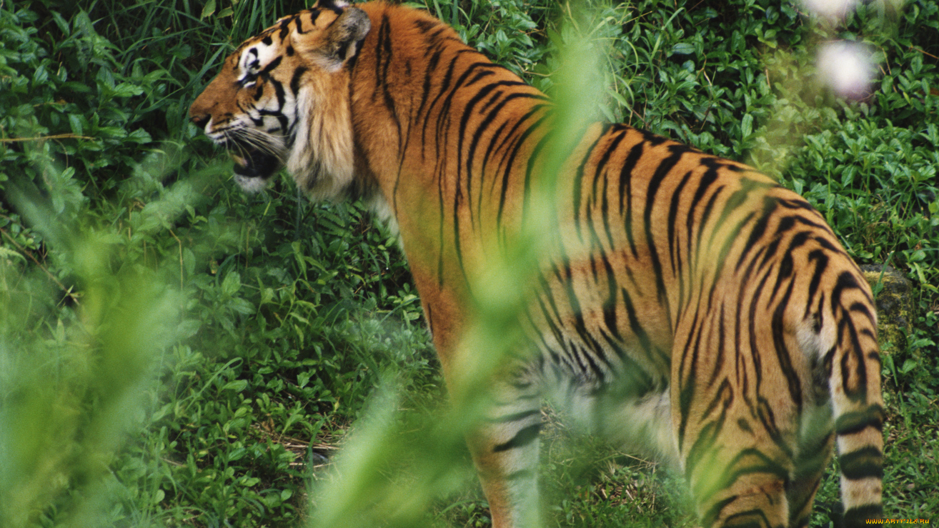 животные, тигры