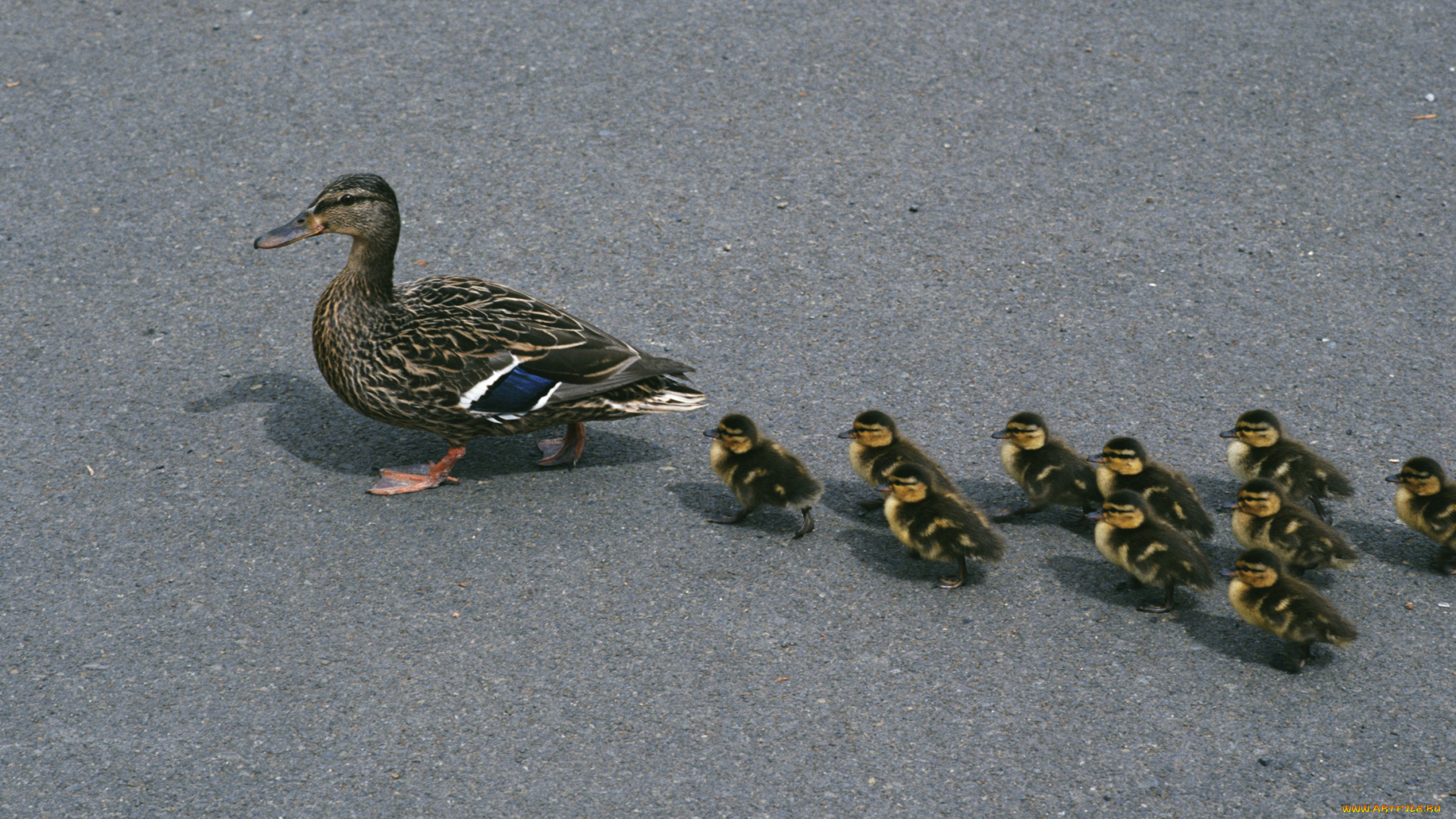 животные, утки