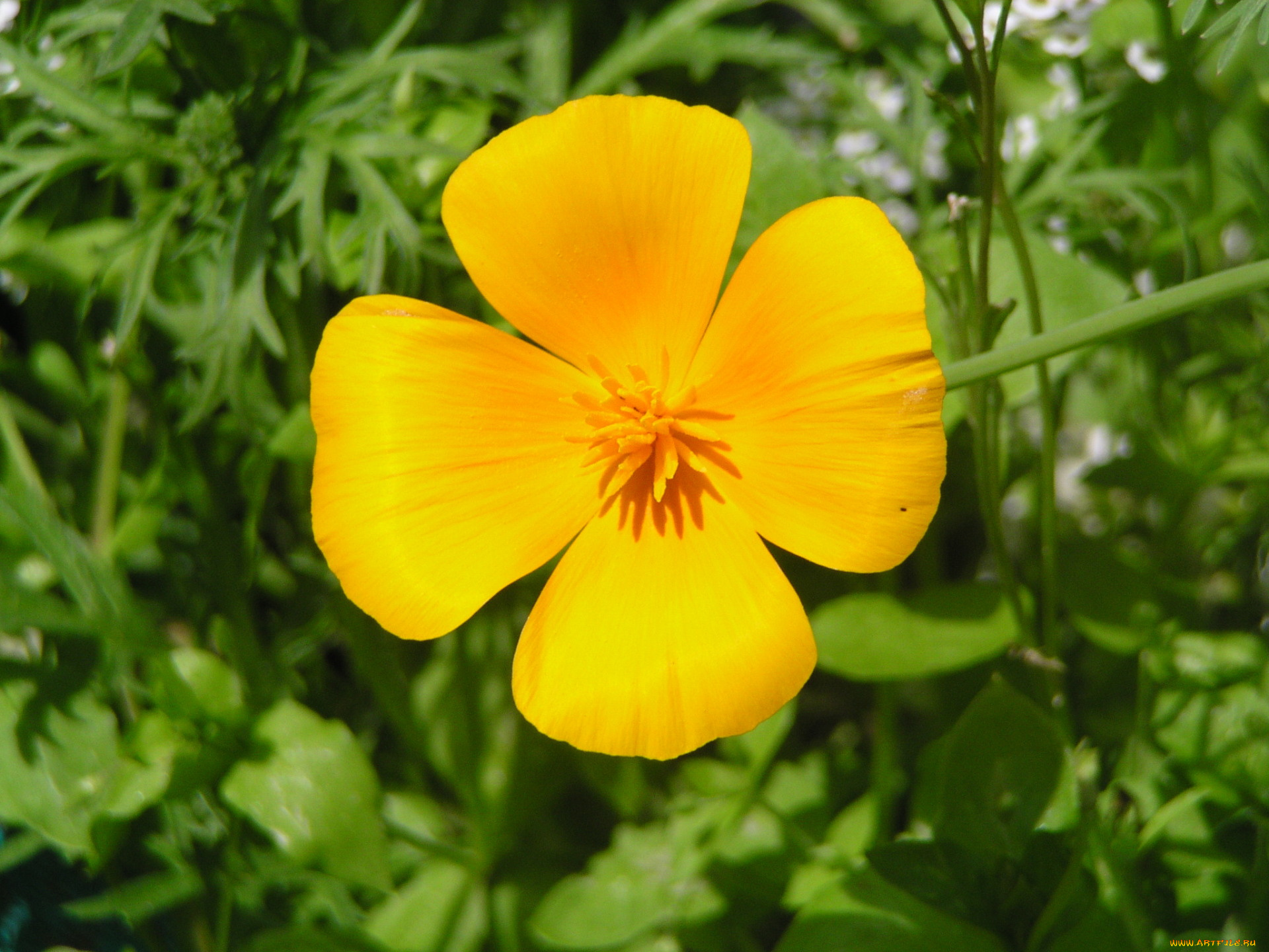 цветы, эшшольция