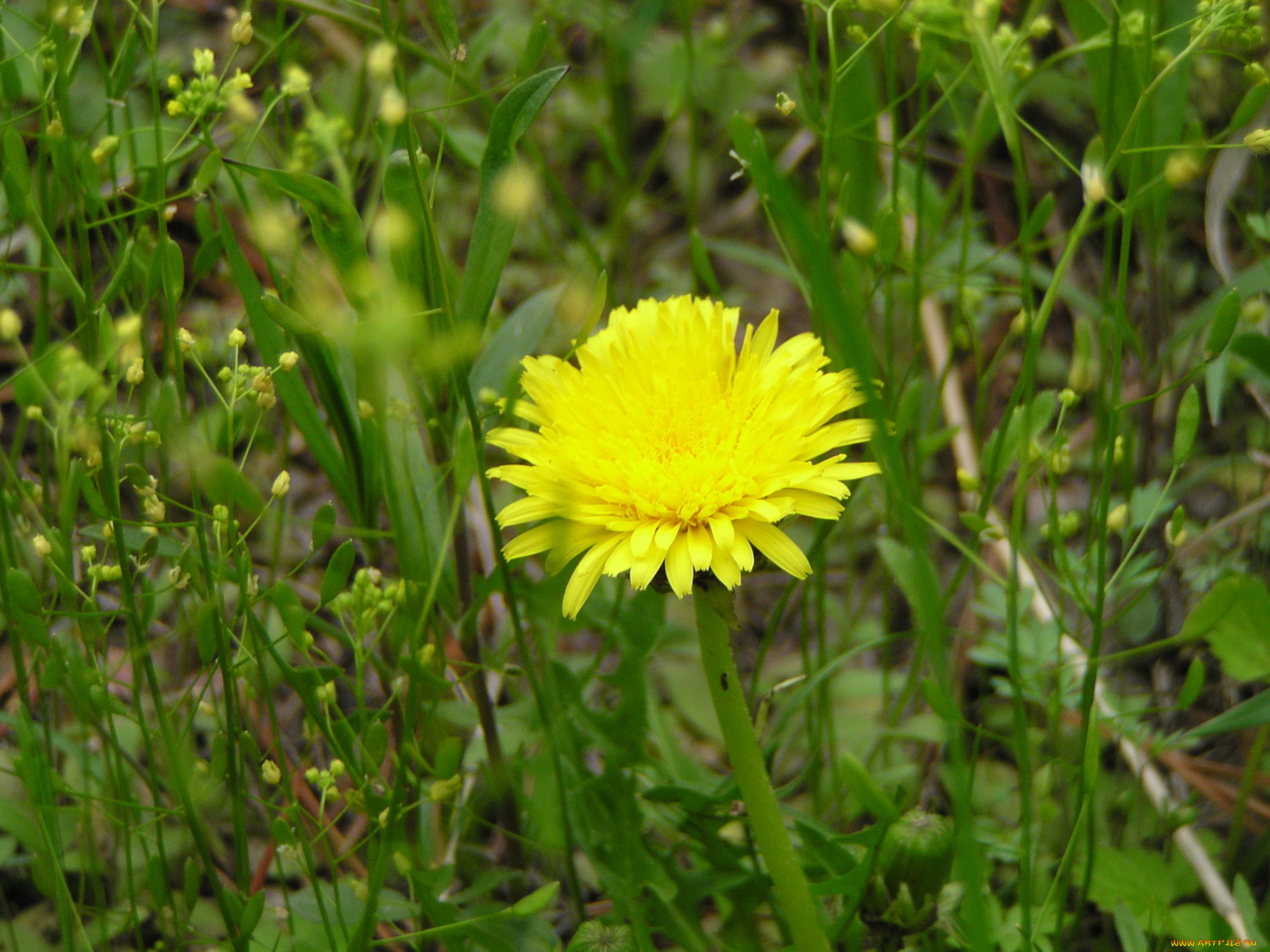 цветы, одуванчики