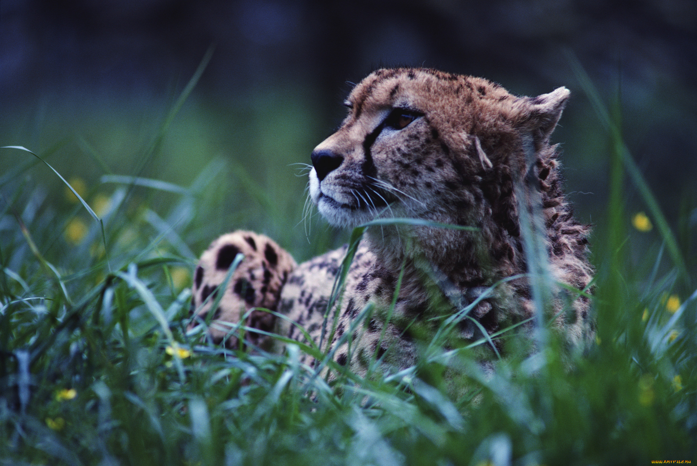 животные, гепарды
