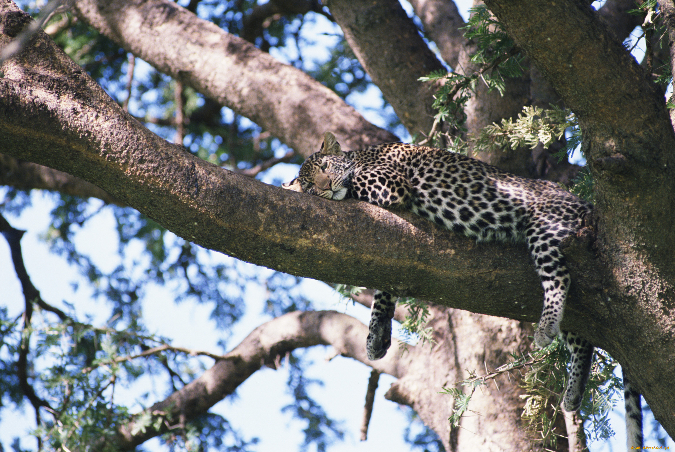 животные, леопарды, леопард, дерево, отдых