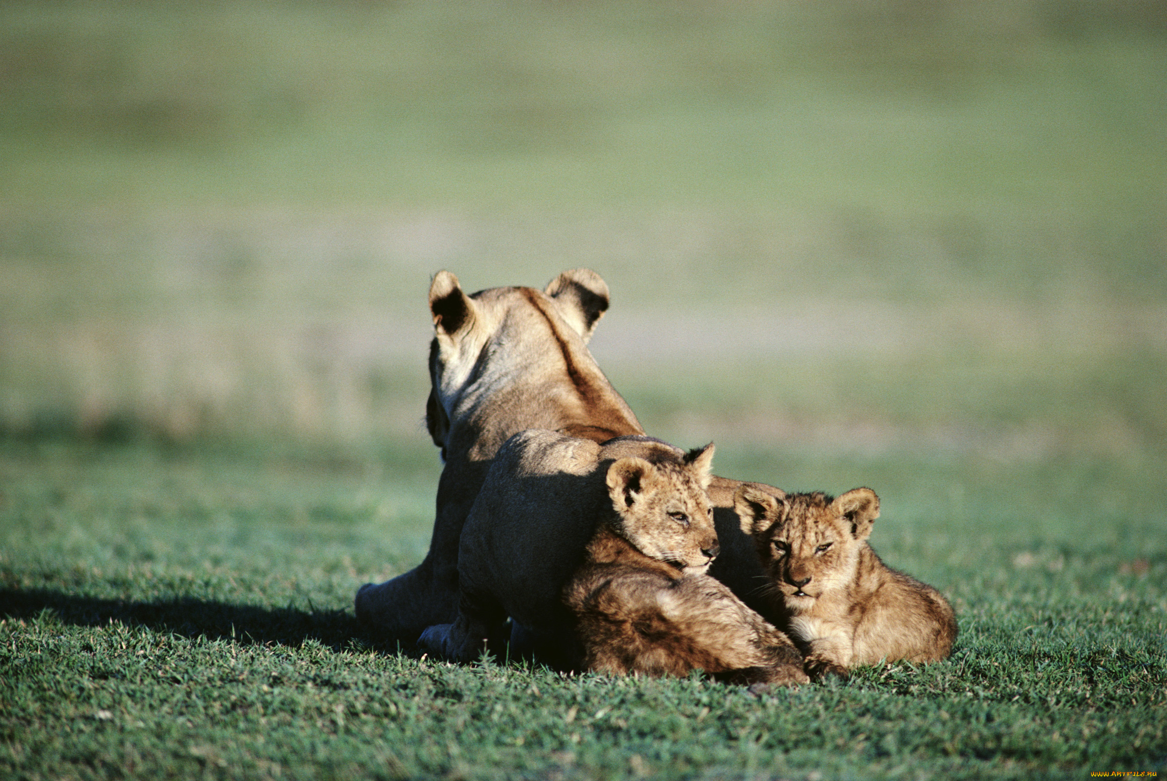 животные, львы