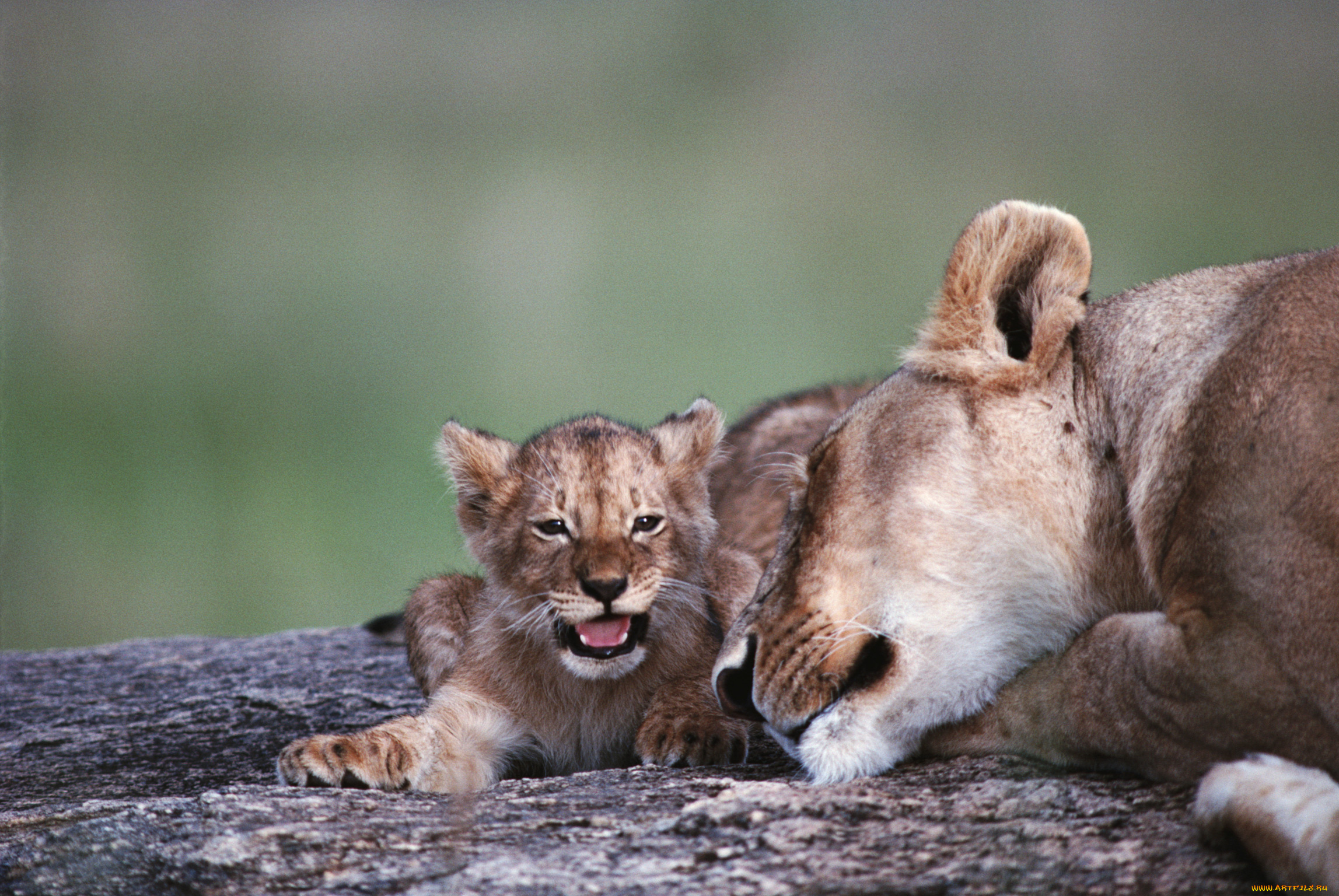 животные, львы