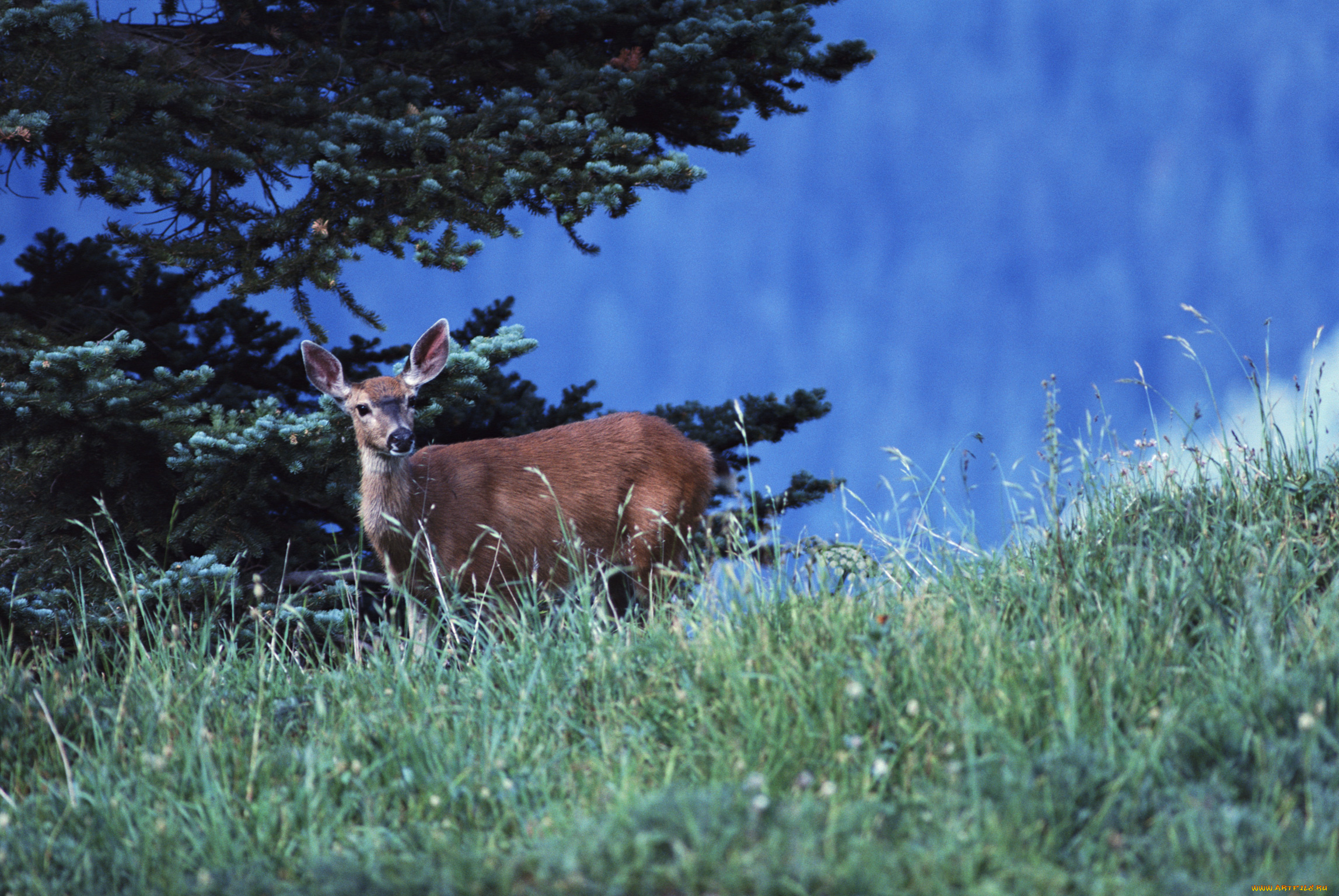 животные, олени