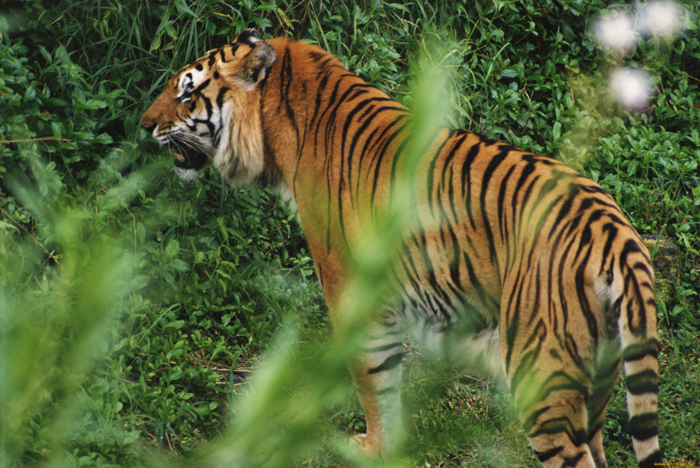 животные, тигры