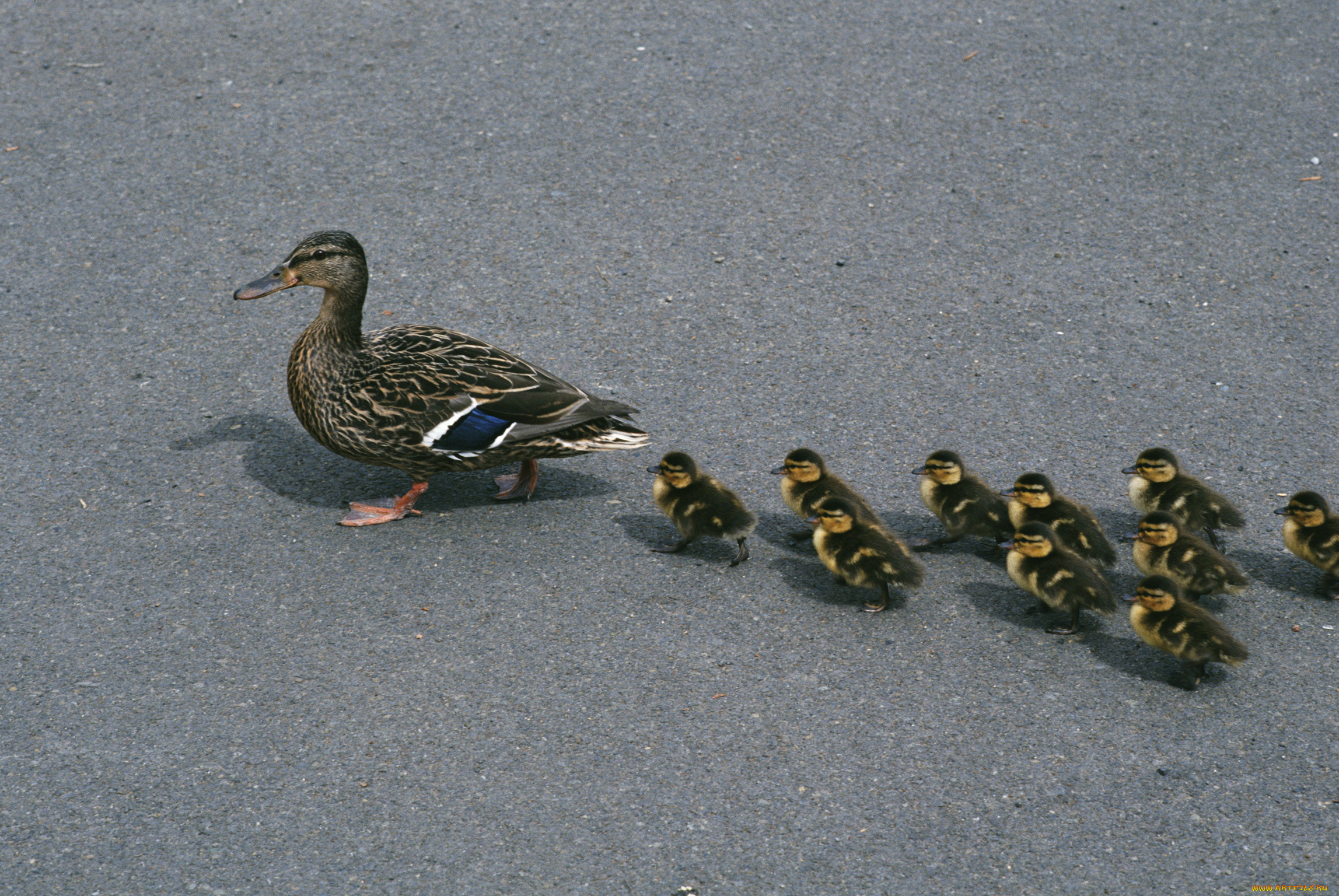 животные, утки