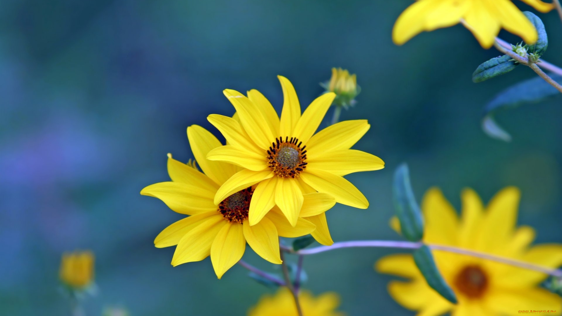 цветы, рудбекия