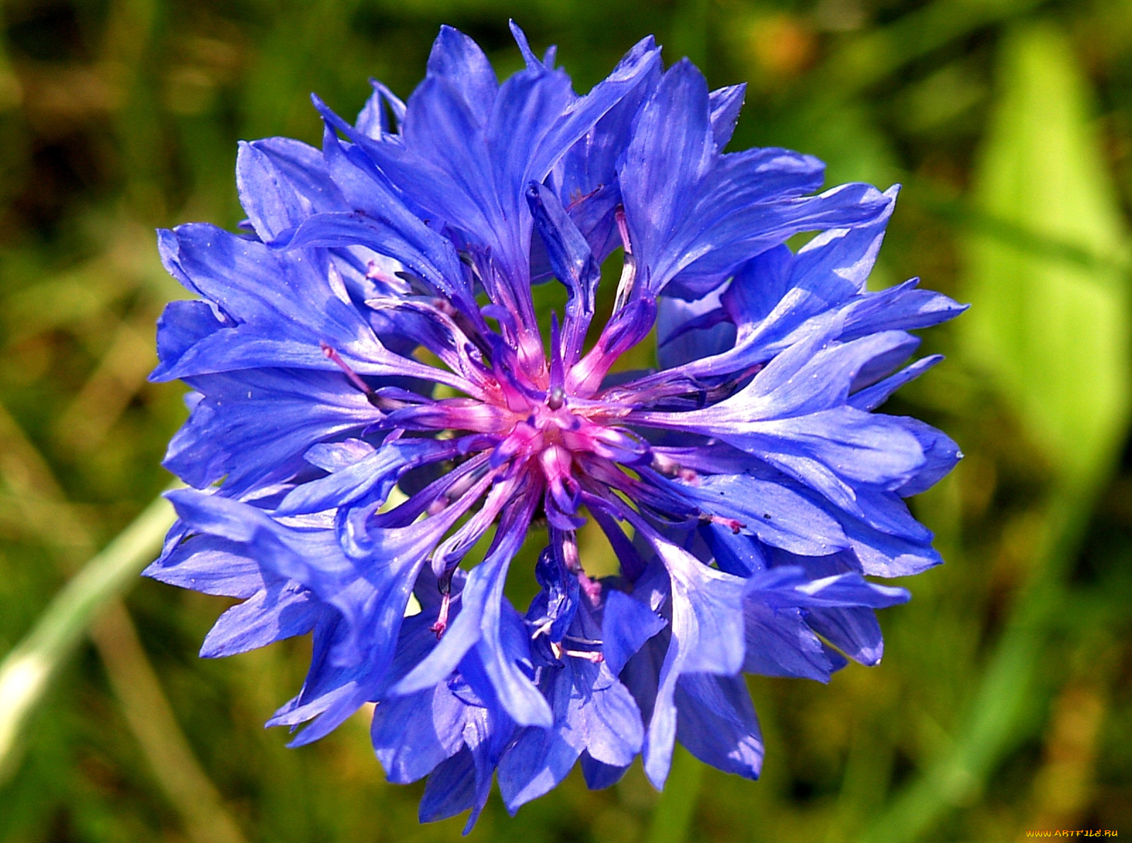 цветы, васильки, синий