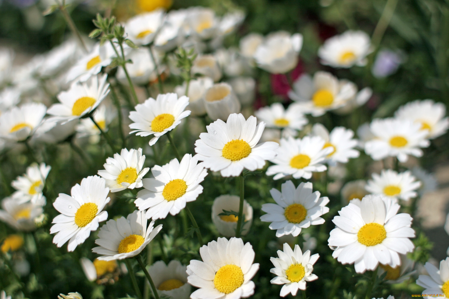 цветы, ромашки, белый, лепестки