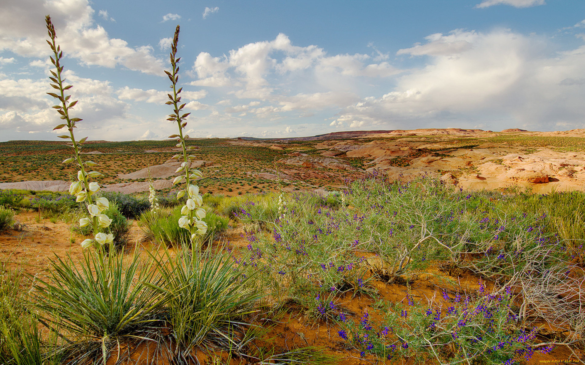 природа, луга