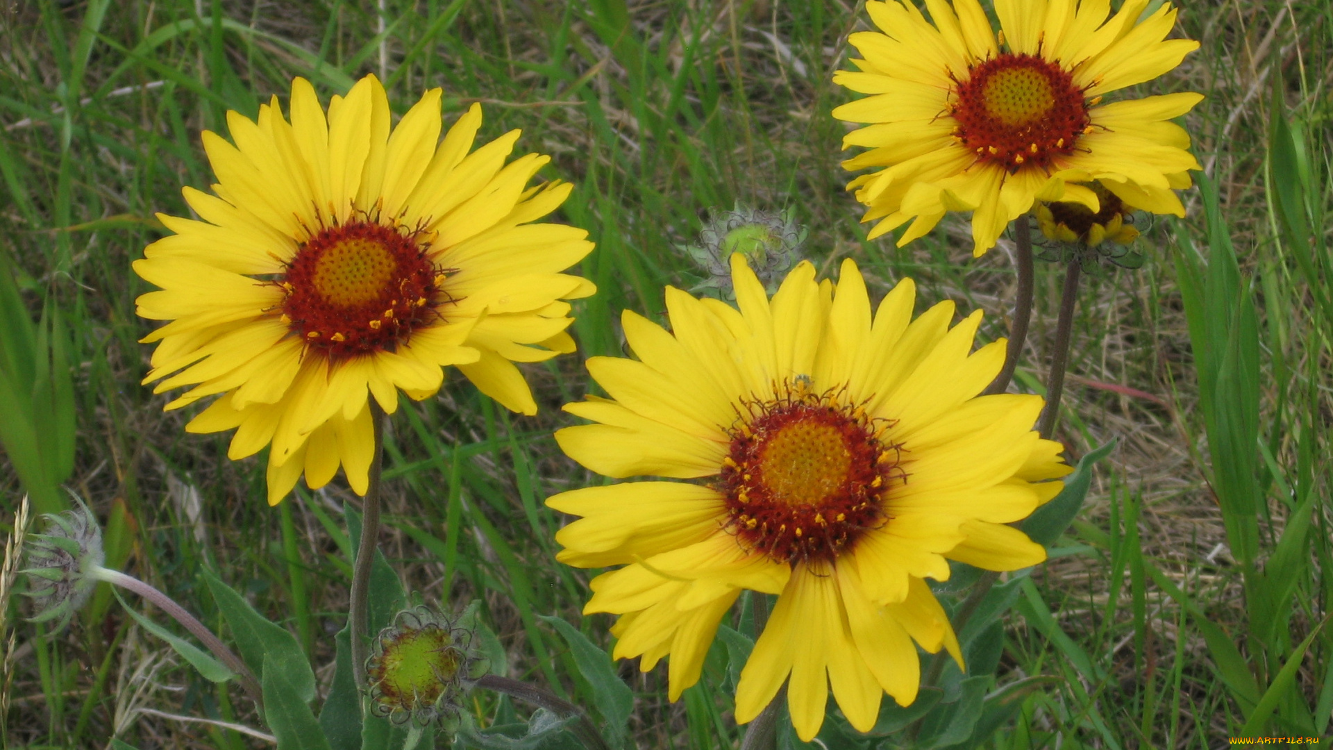 цветы, гайлардии, гелениумы, желтые, трава