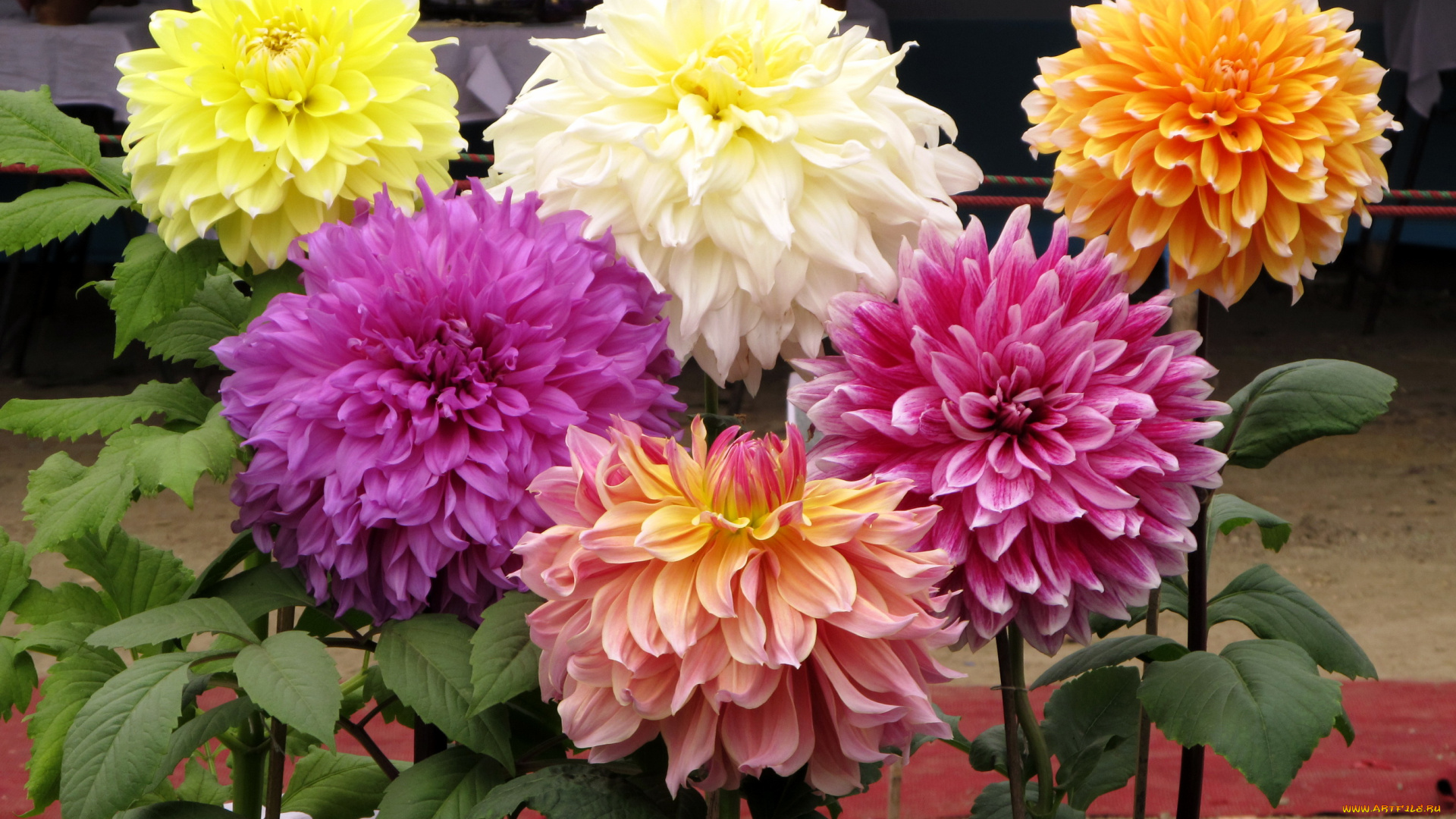 цветы, георгины