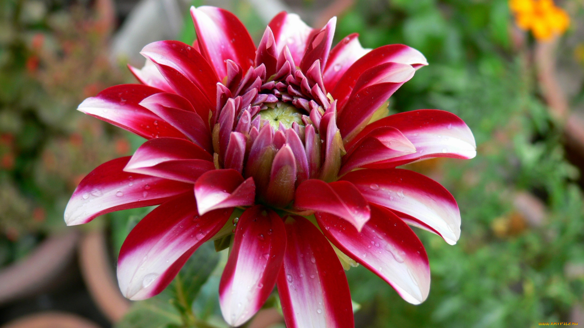 цветы, георгины, красный