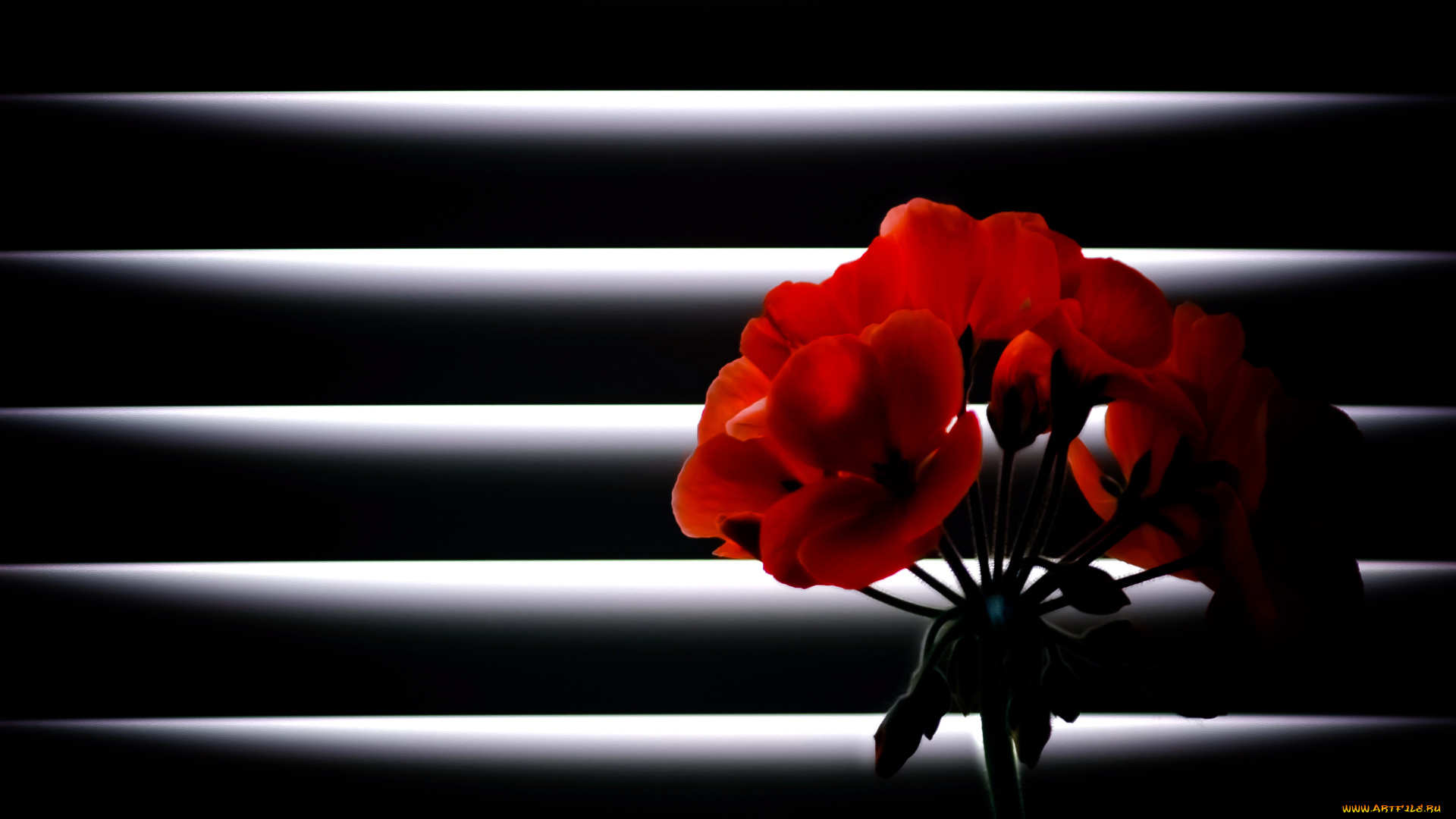 цветы, герань, ночь, цветок, лучи, света