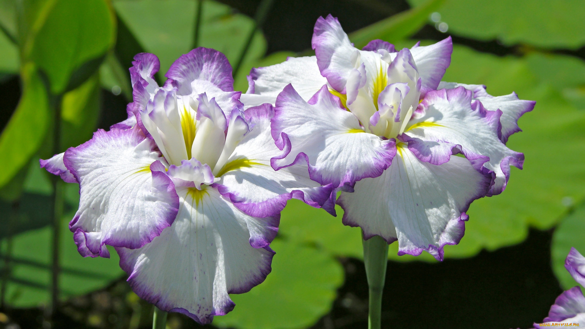 цветы, ирисы