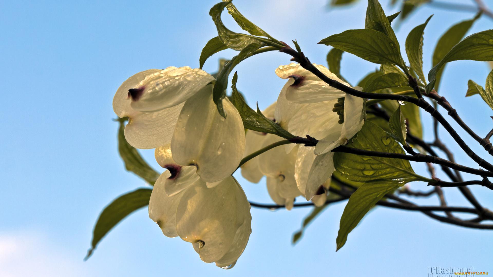 цветы, кизил, ветка