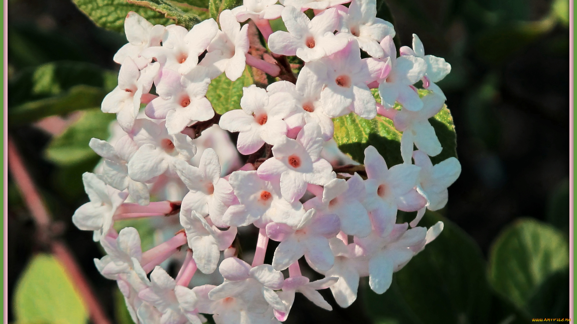 цветы, лантана, вербена, белые, много