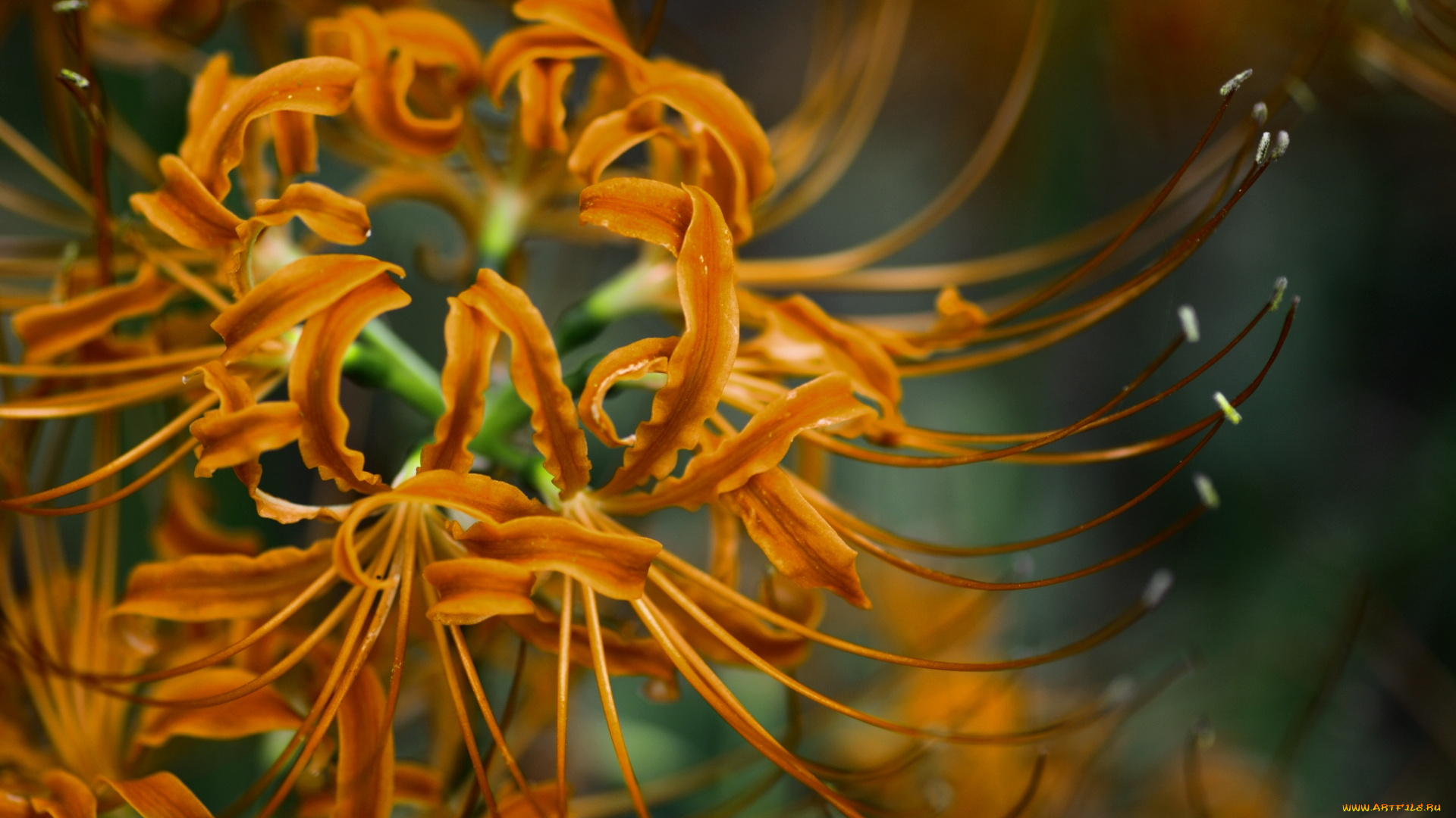 цветы, лилии, лилейники, оранжевый, паучья, лилия