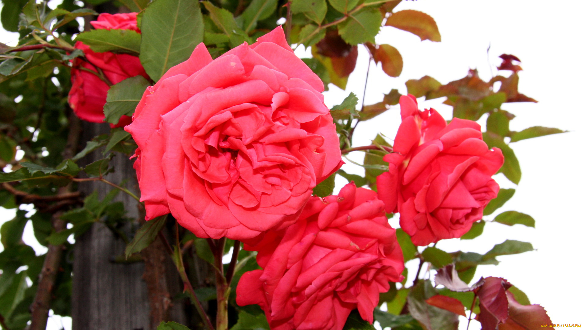 цветы, розы