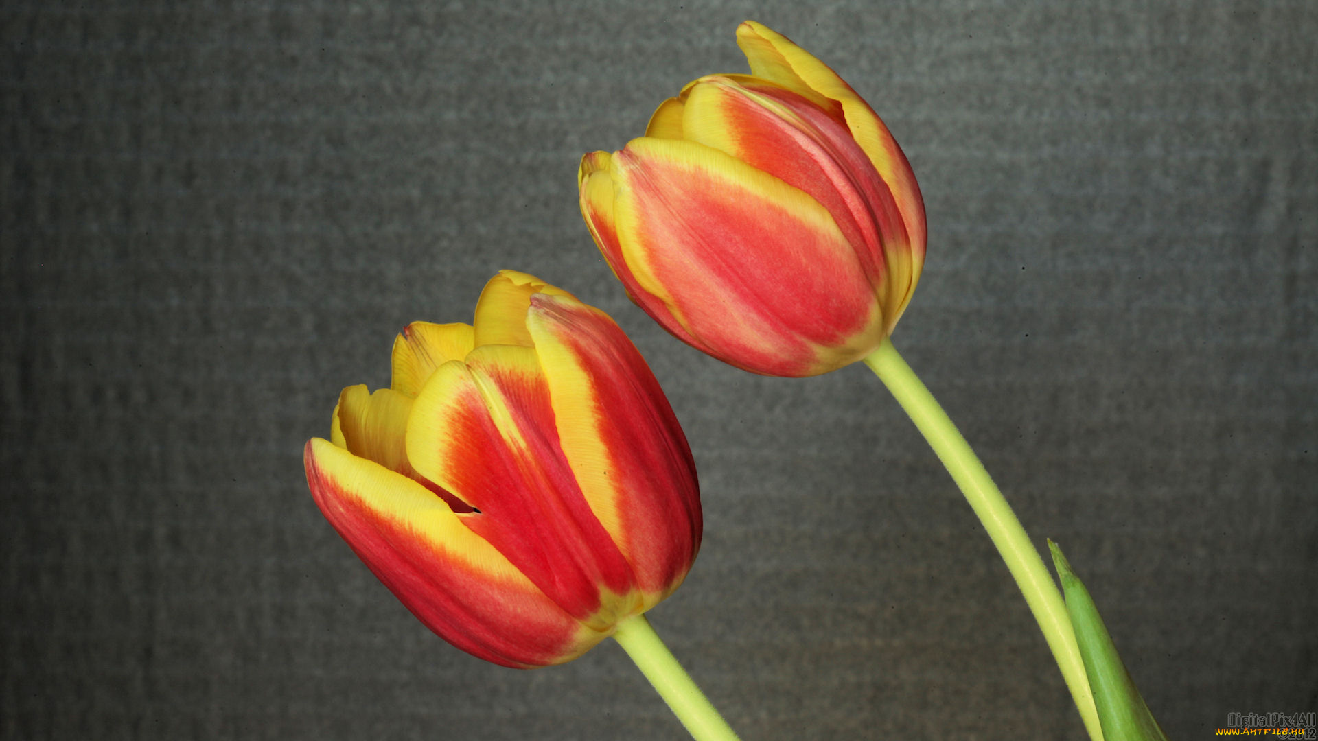 цветы, тюльпаны, фон