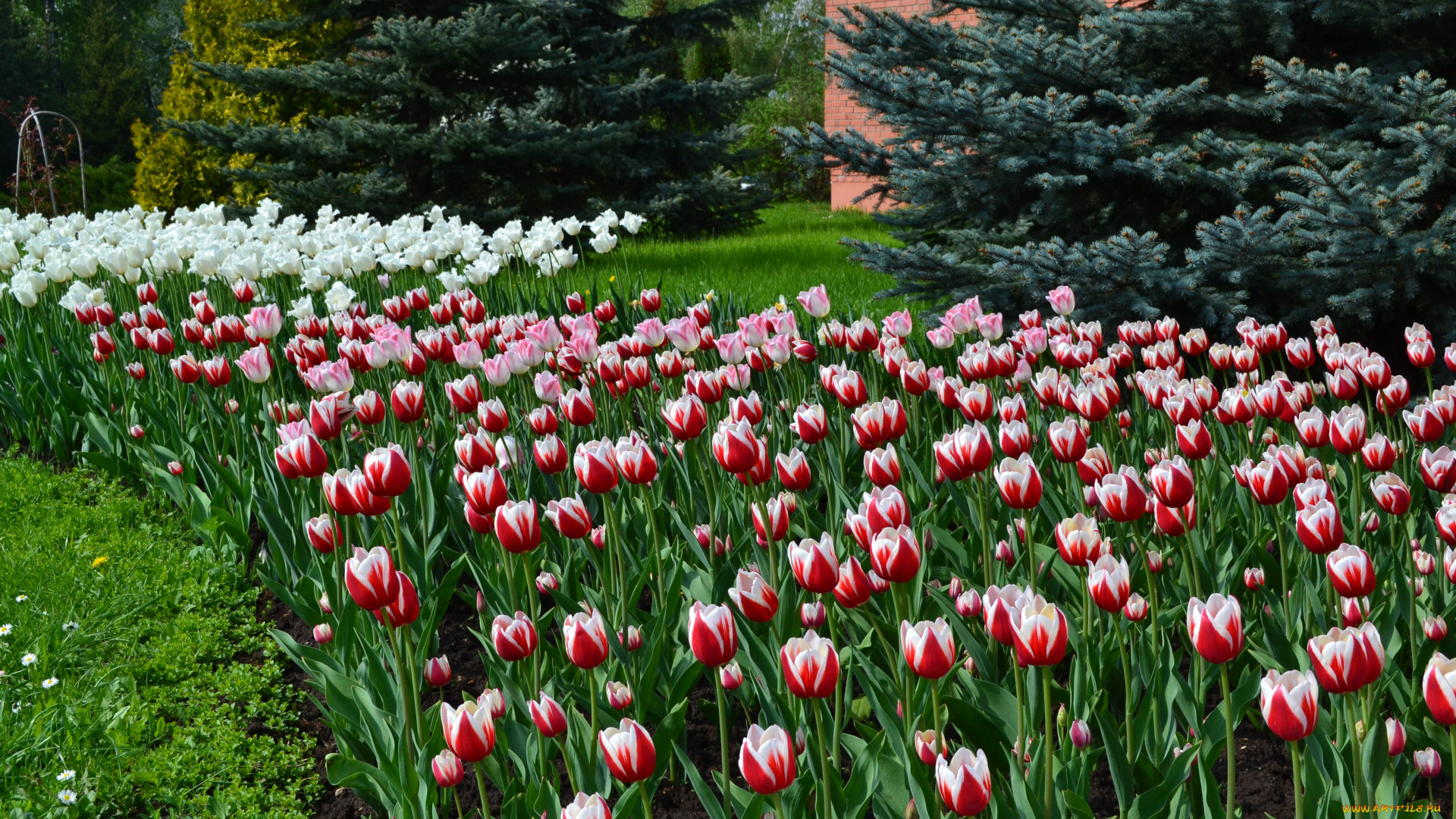 цветы, тюльпаны, многоцветье