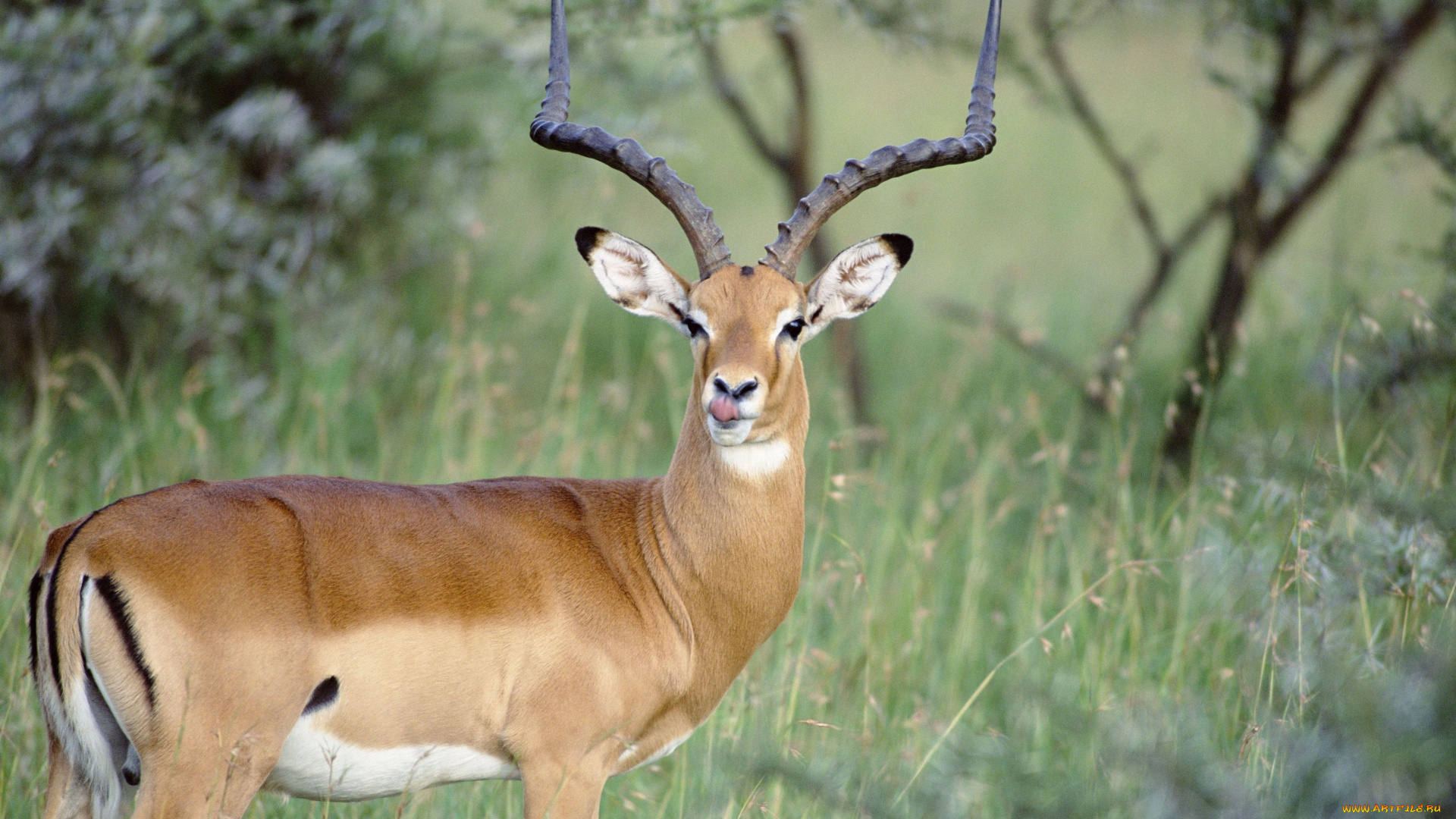 животные, антилопы, газель