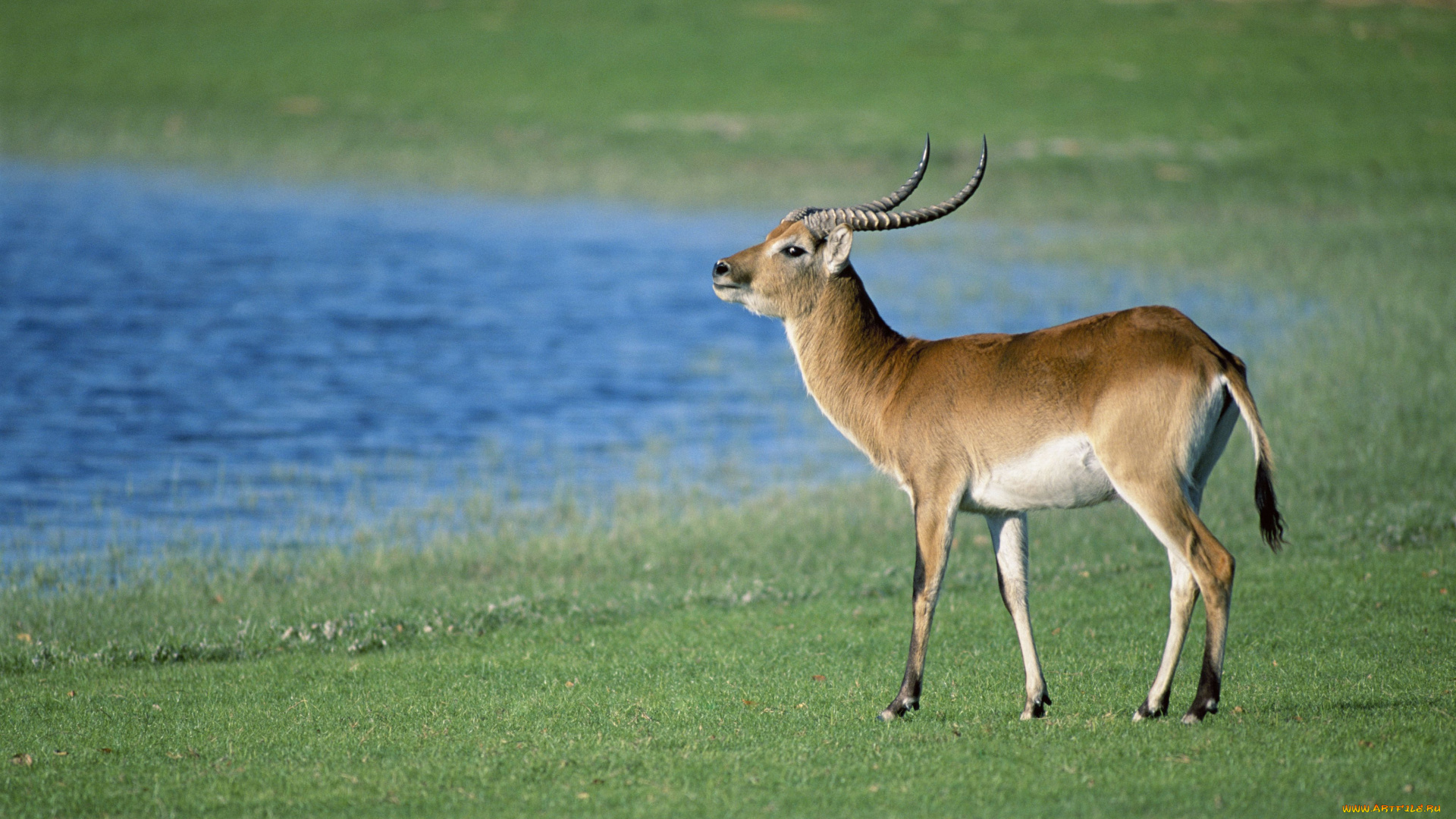 животные, антилопы, газель