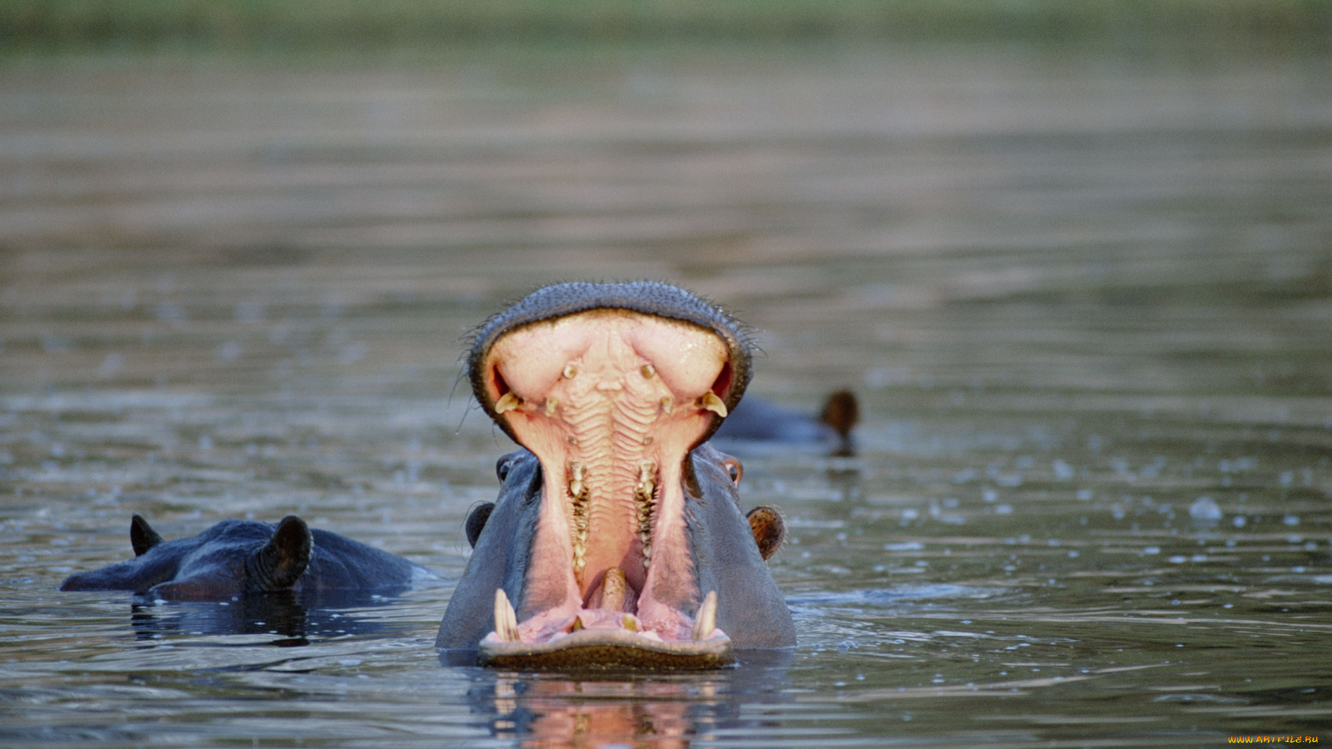 животные, бегемоты, вода