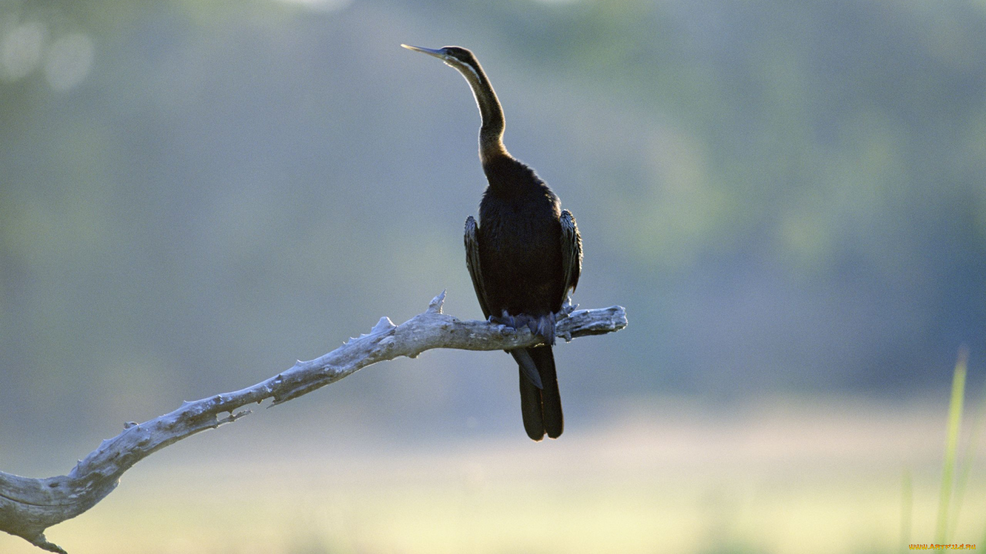 животные, Чайки, бакланы, крачки, ветка