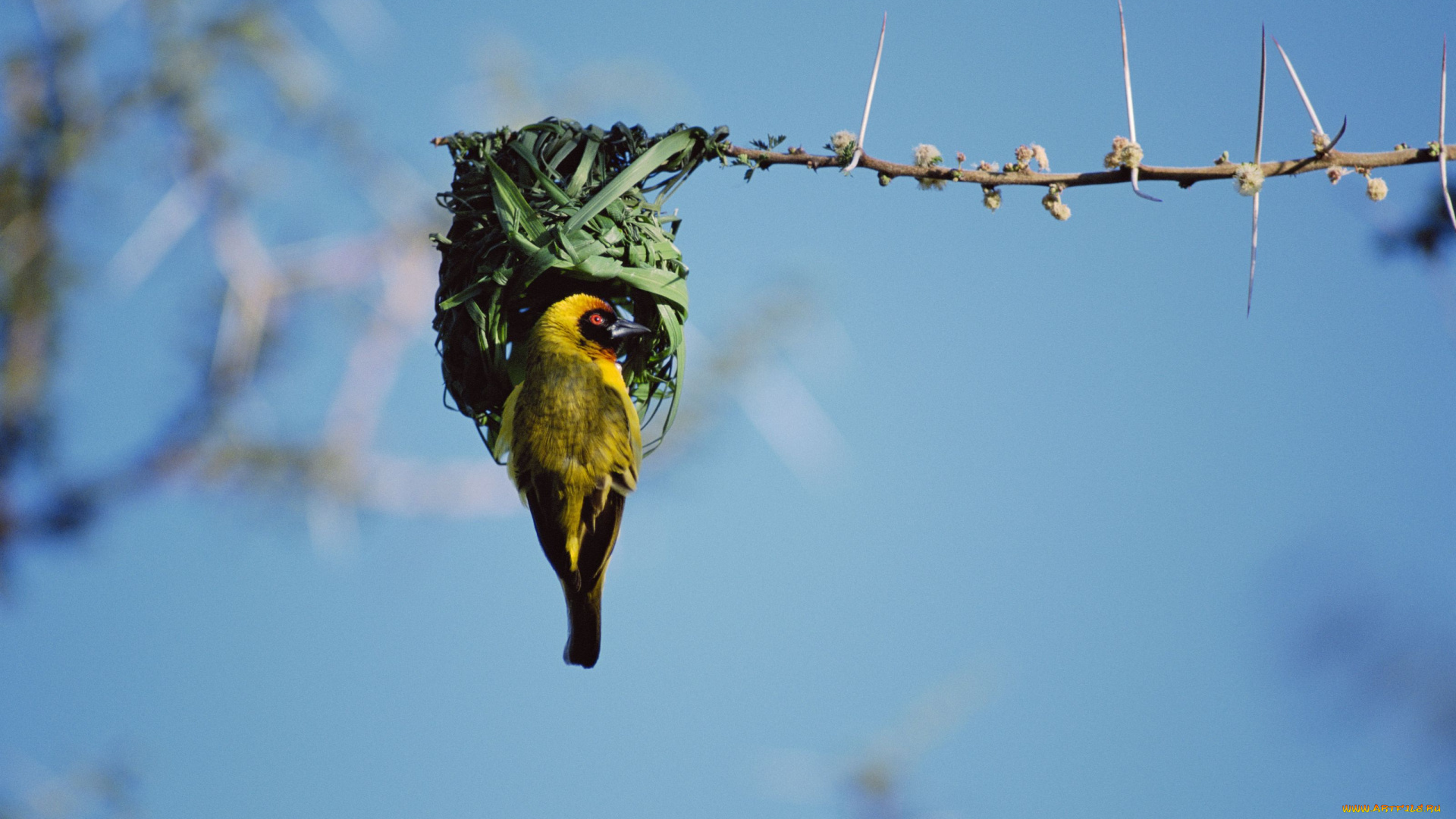 животные, гнезда, птиц, гнездо, африканский, воробей, птица-ткач