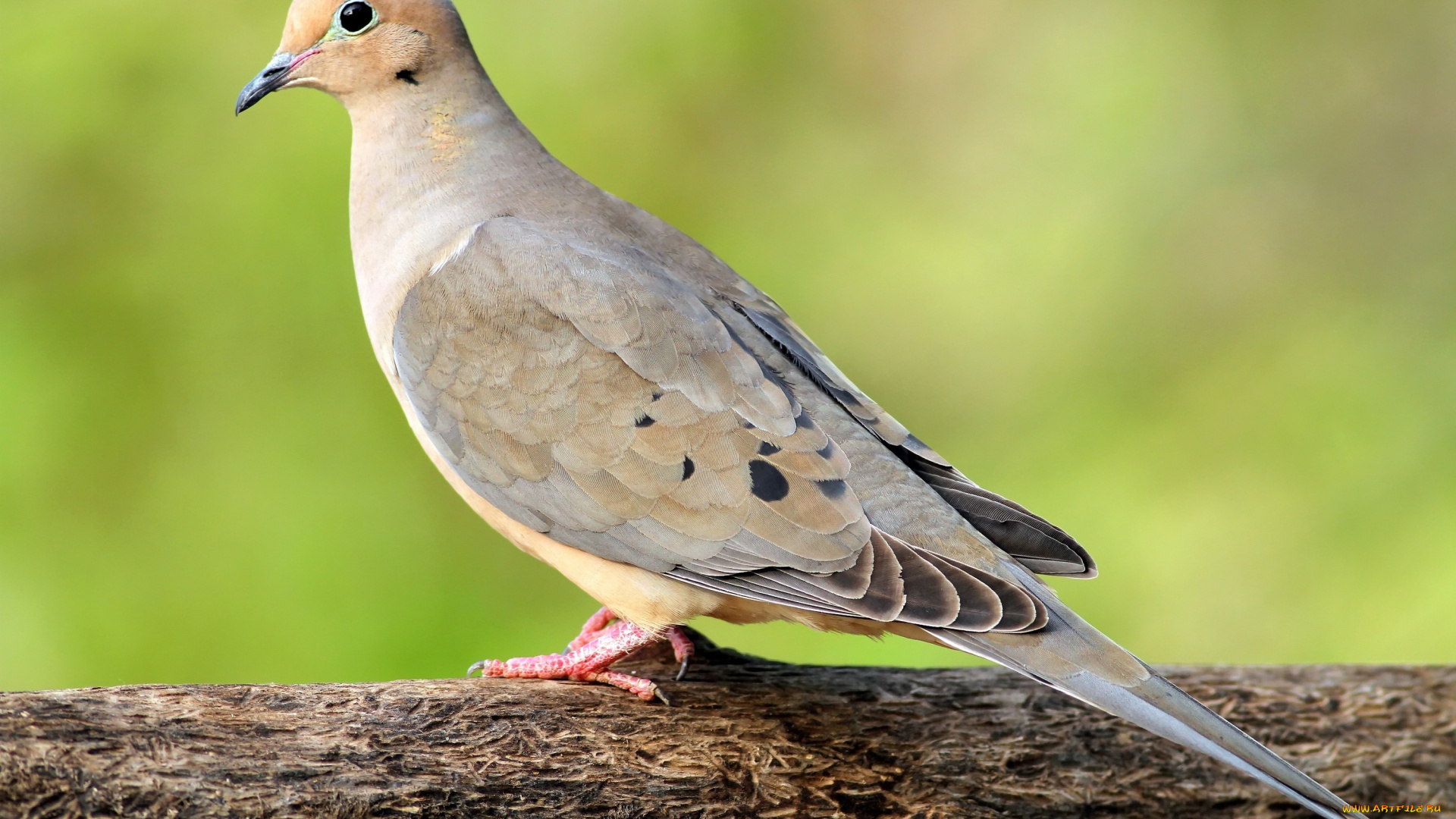 животные, голуби, взгляд, клюв