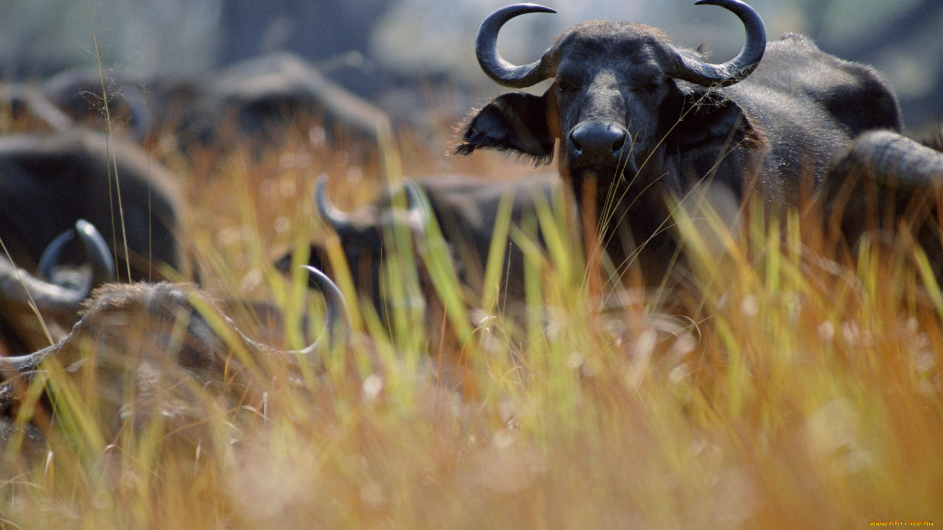 животные, коровы, буйволы, буйвол