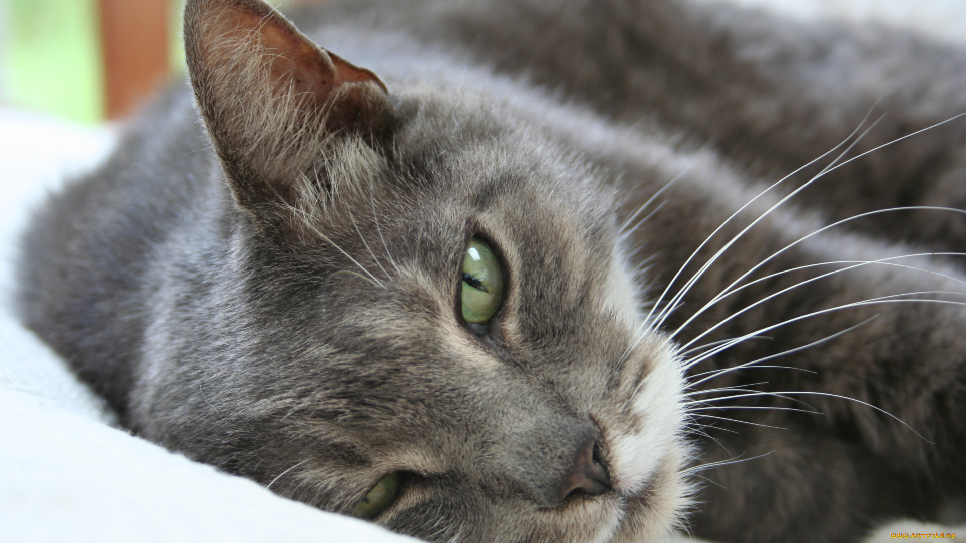 животные, коты, cat