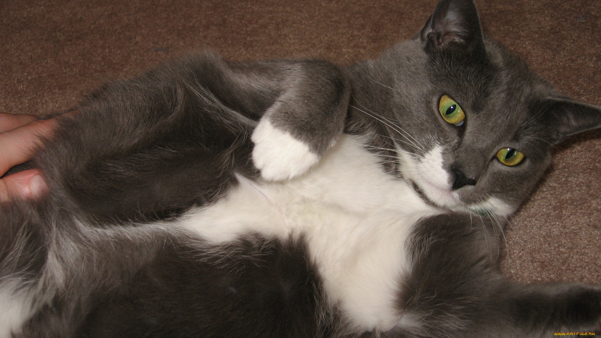 животные, коты, cat